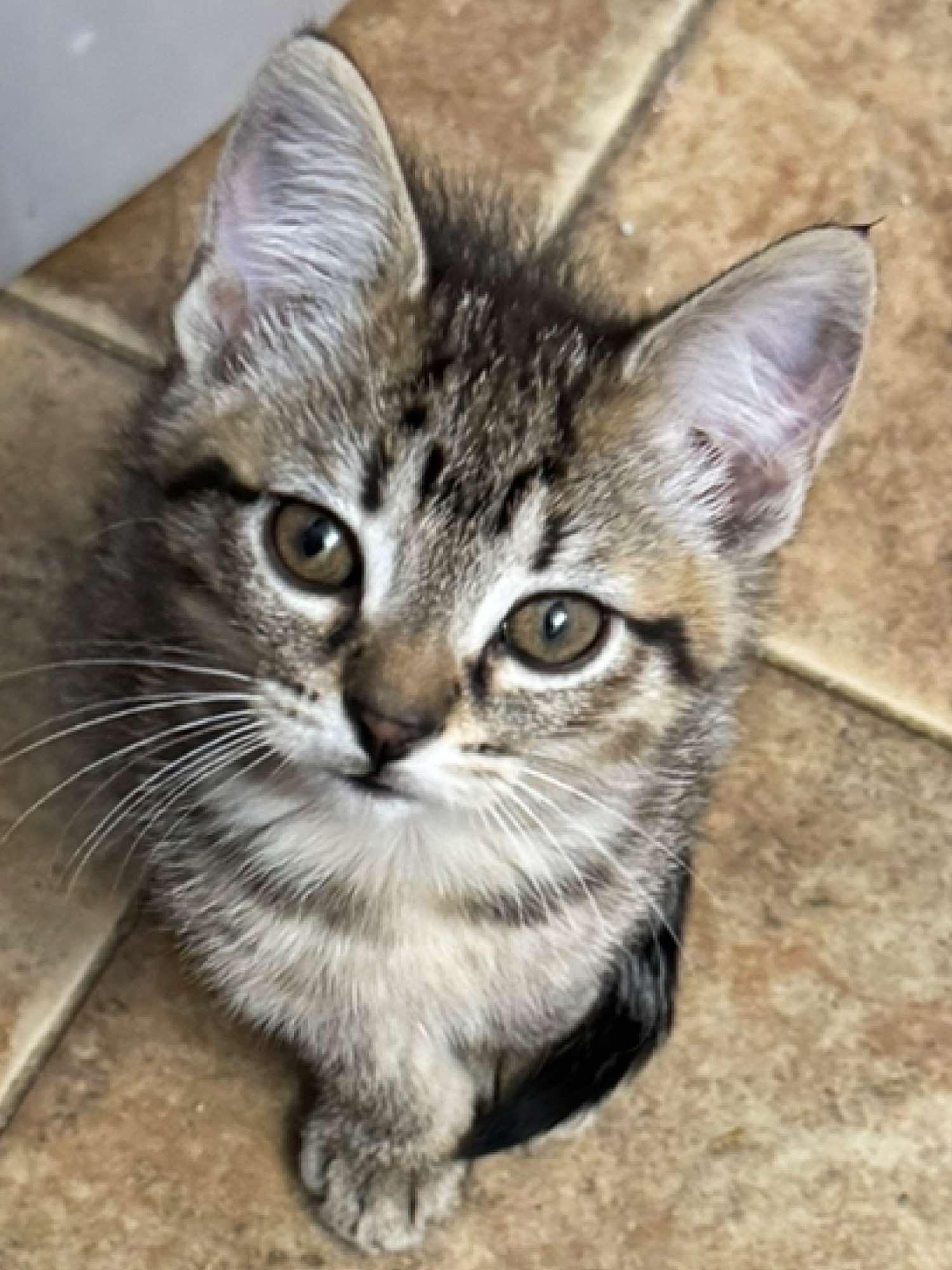 Hazel, an adoptable Domestic Short Hair in Sioux Falls, SD, 57101 | Photo Image 1