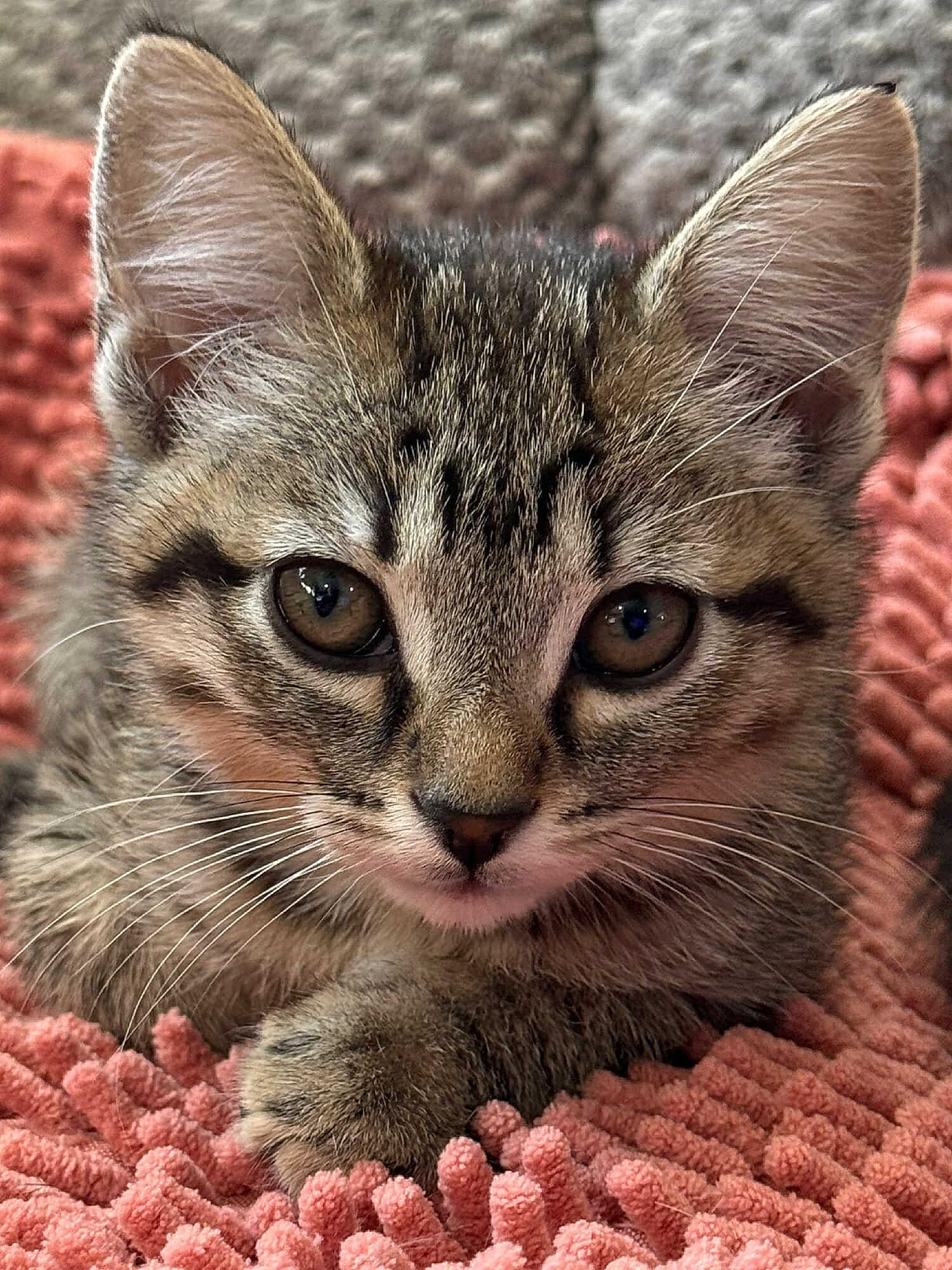 Hazel, an adoptable Domestic Short Hair in Sioux Falls, SD, 57101 | Photo Image 3