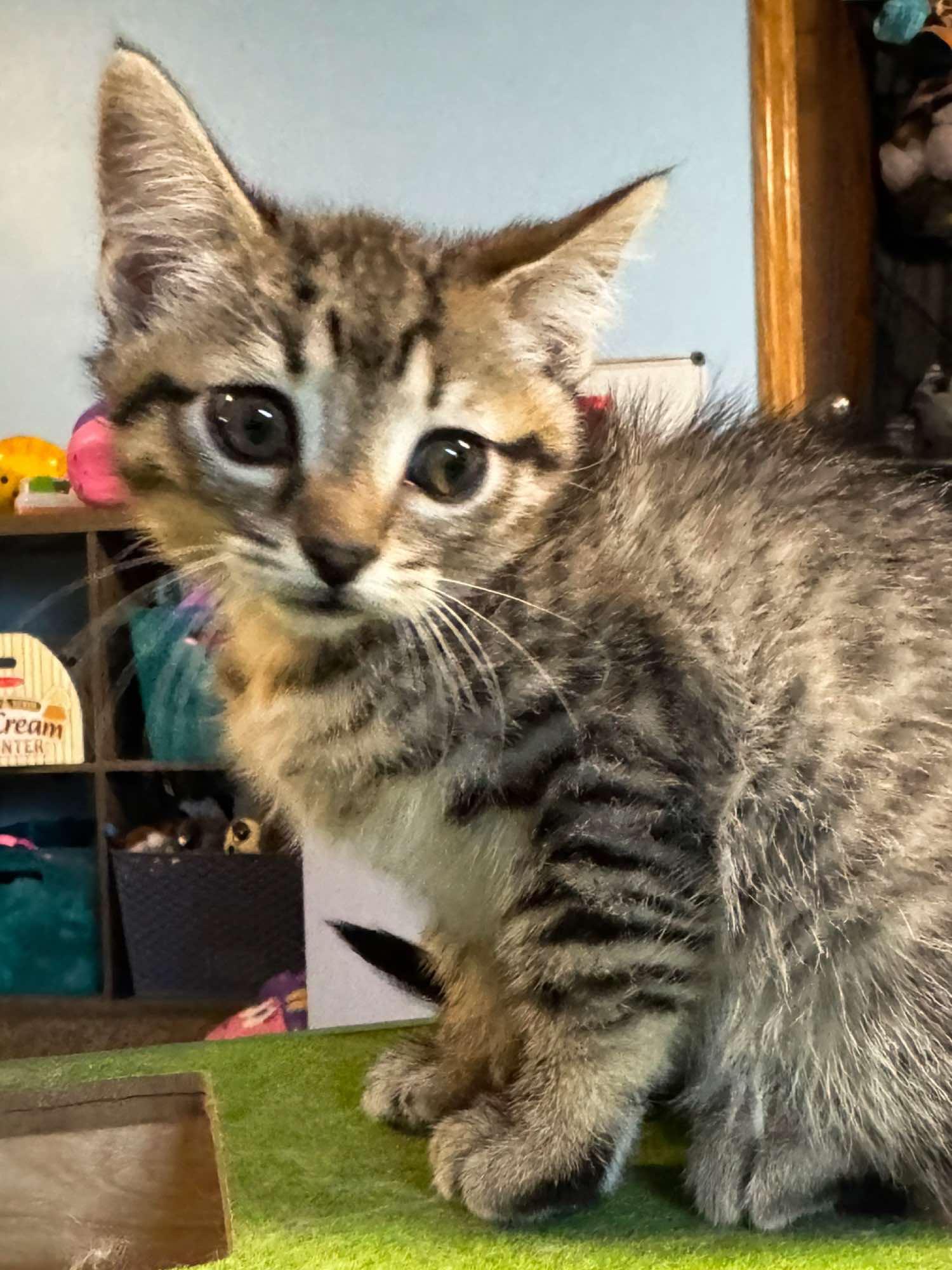 Hazel, an adoptable Domestic Short Hair in Sioux Falls, SD, 57101 | Photo Image 6