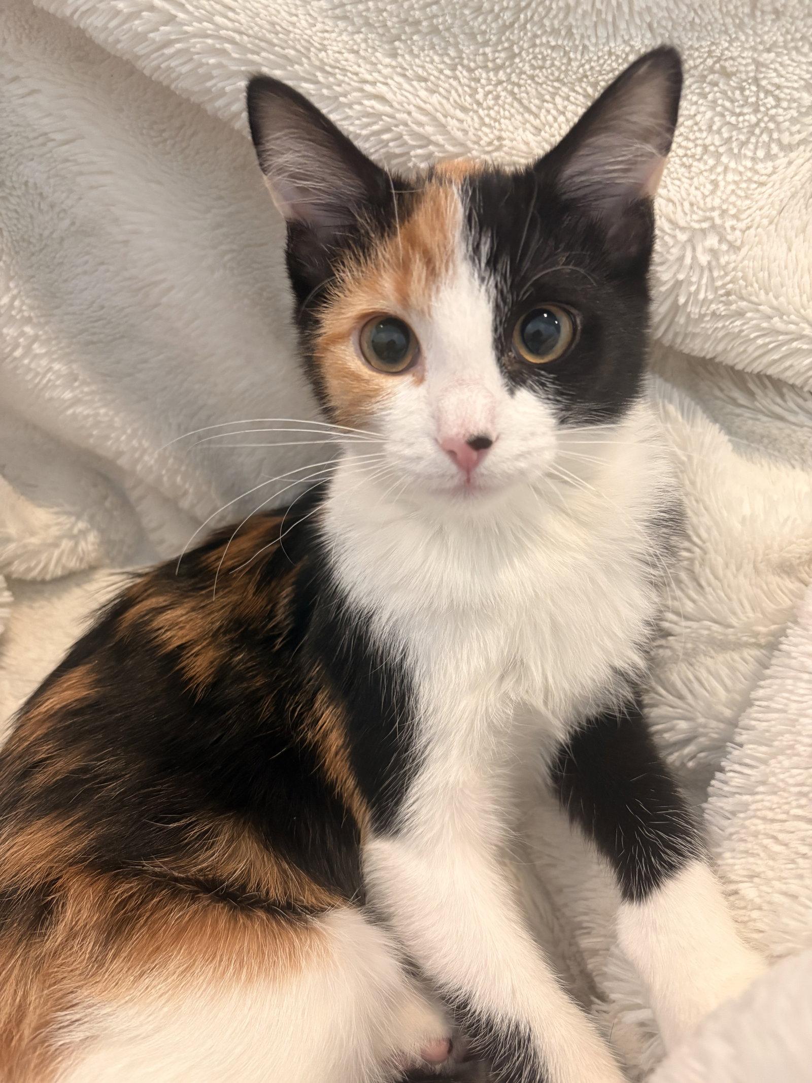 Blossom, a Adopted Domestic Short Hair in Lake Saint Louis, MO image 1/3