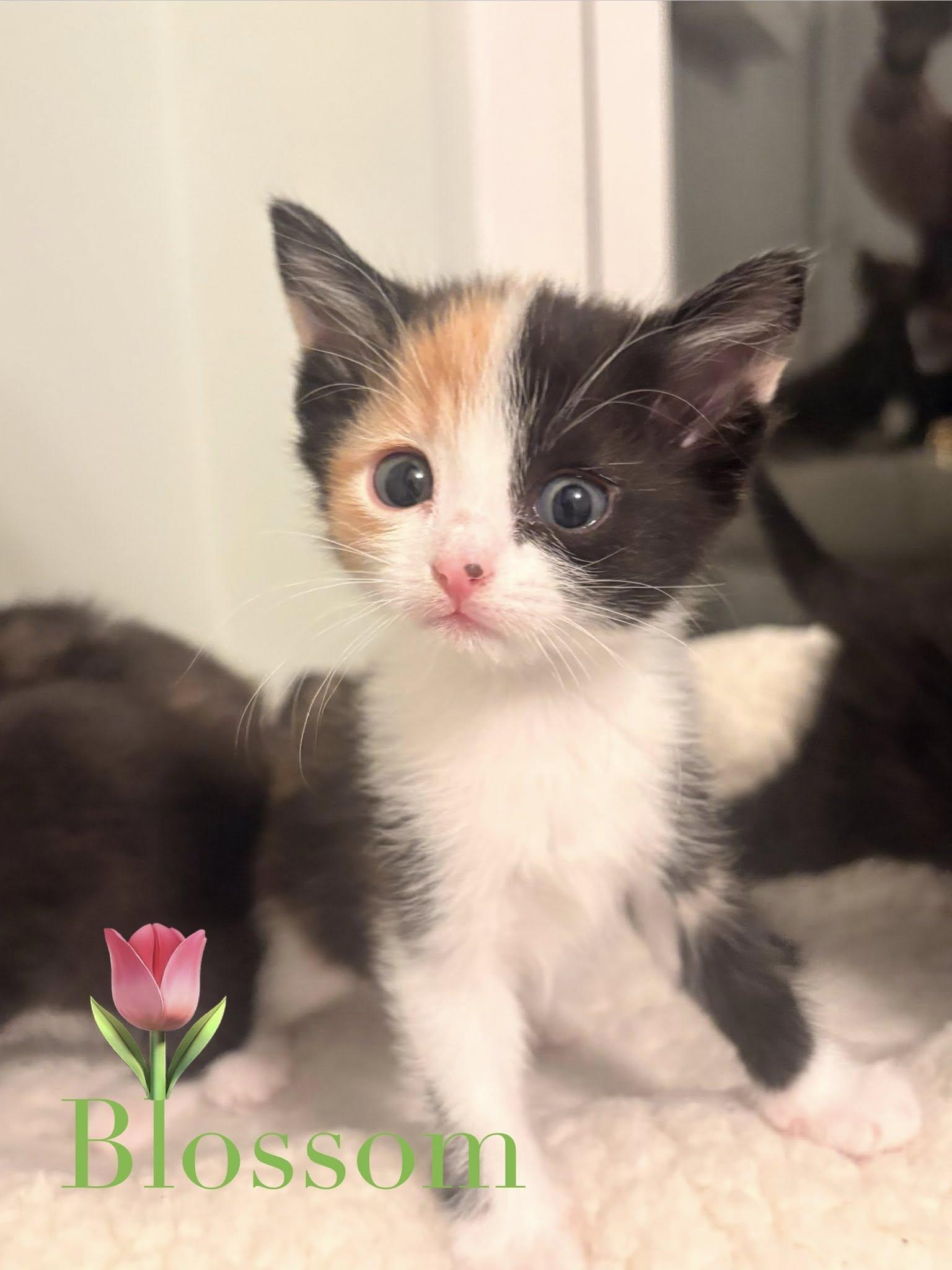 Blossom, a Adopted Domestic Short Hair in Lake Saint Louis, MO image 2/3
