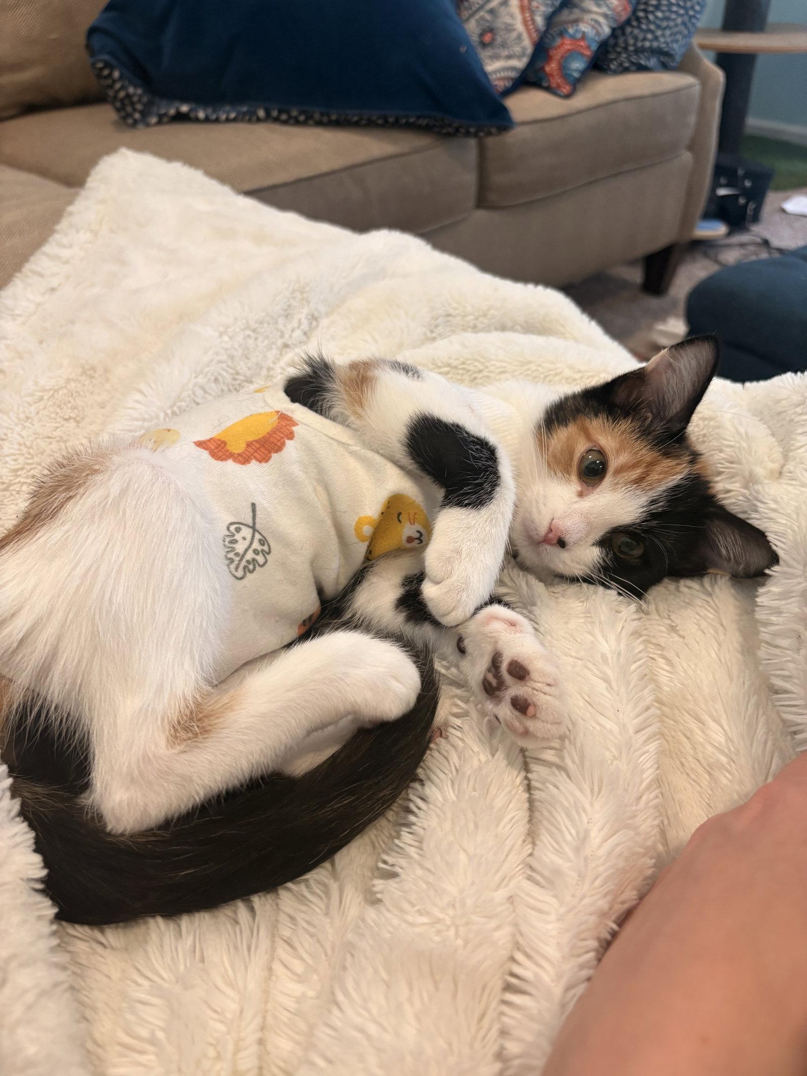 Blossom, a Adopted Domestic Short Hair in Lake Saint Louis, MO image 3/3