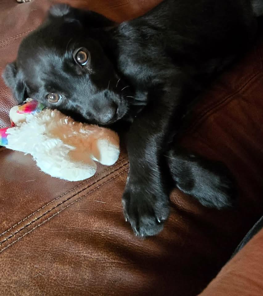 Citra Marie, Adoptable, Puppy Female Boykin Spaniel.