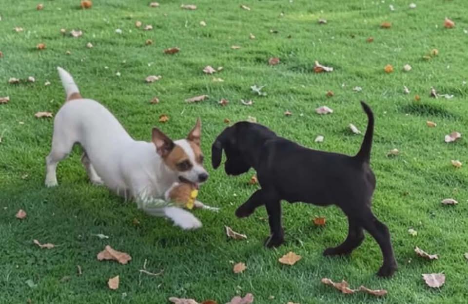 Enlarge Citra Marie, a Adoptable Boykin Spaniel in Berlin, NJ image 2/3