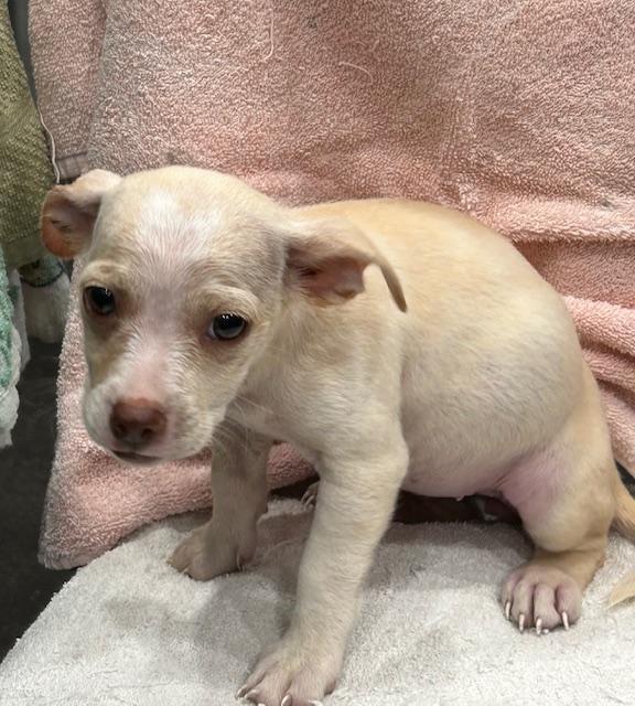 Enlarge Joni, a Adopted mixed breed in Garland, TX image 1/2