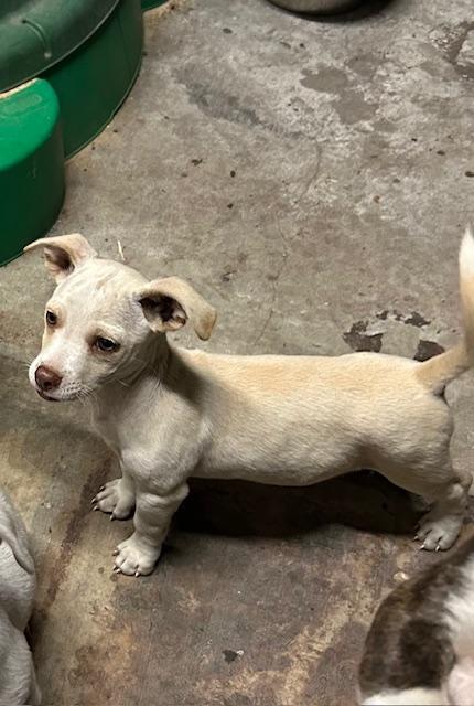 Enlarge Joni, a Adopted mixed breed in Garland, TX image 2/2