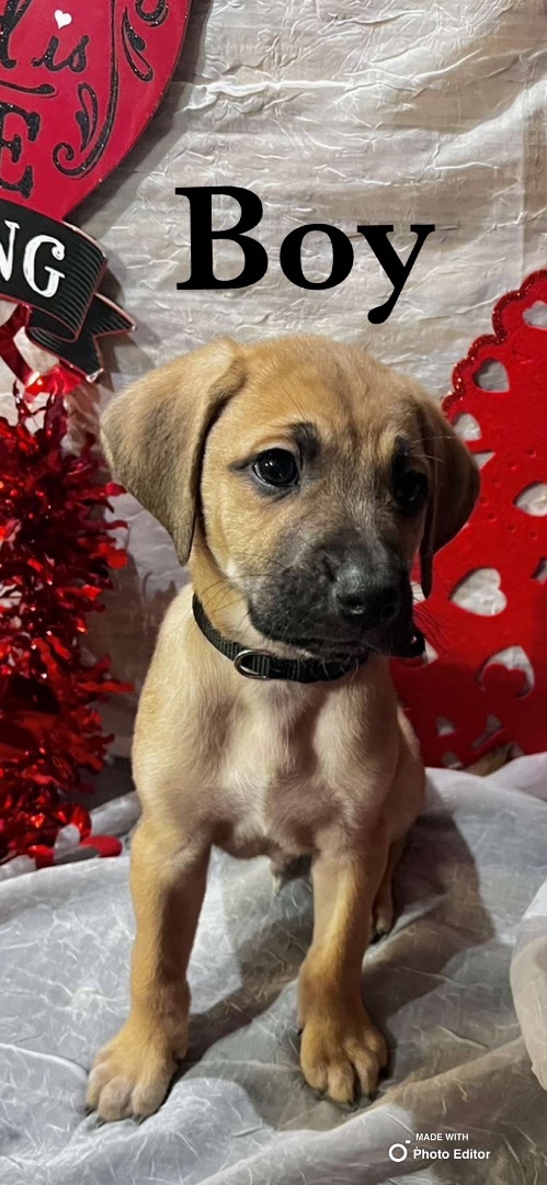 Teddy , an adopted Shepherd Mix in Sealy, TX_image-1