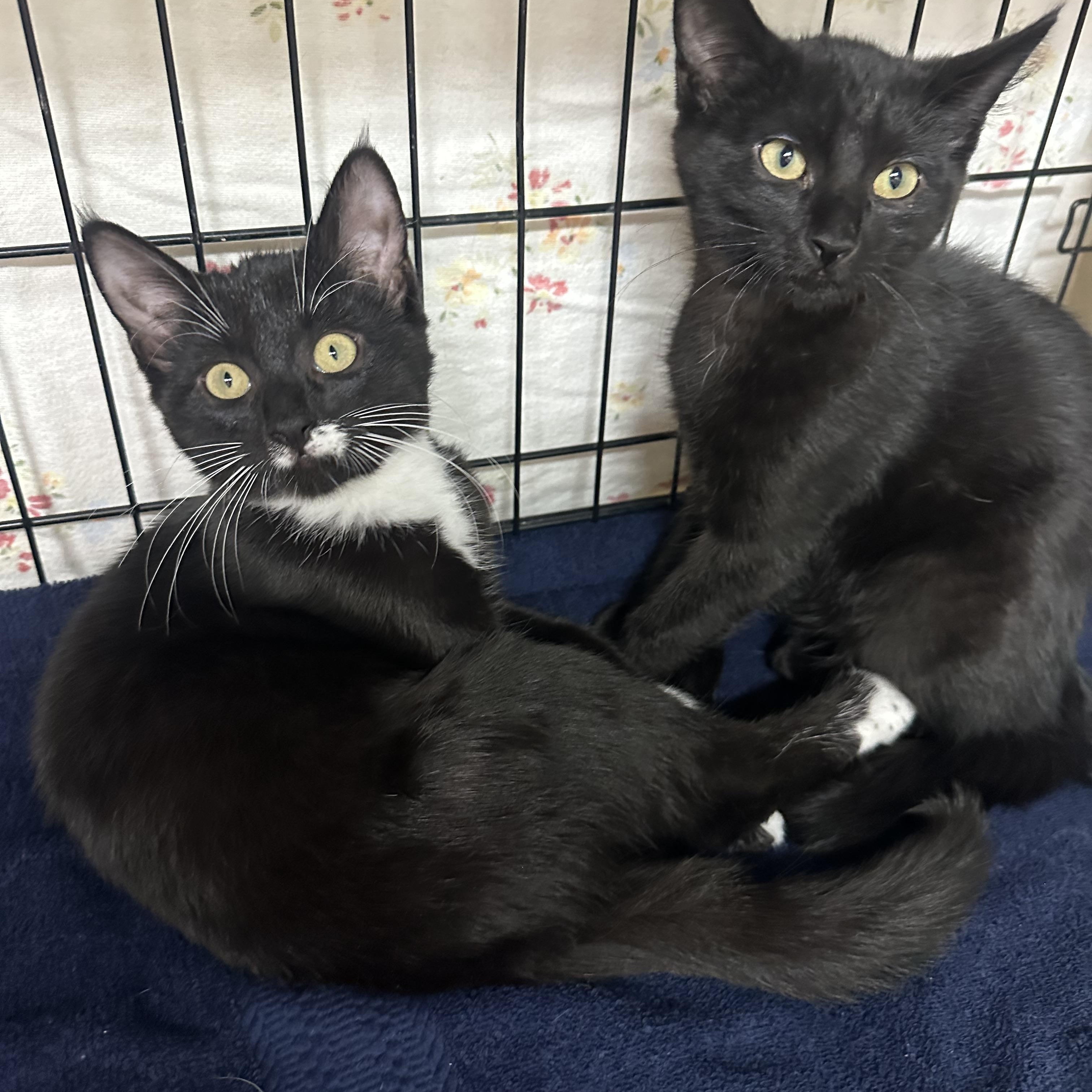 Enlarge Hana’s Kids- Tora & Yuki -Foster Care , a ADOPTABLE Domestic Short Hair in Clifton, NJ image 1/6