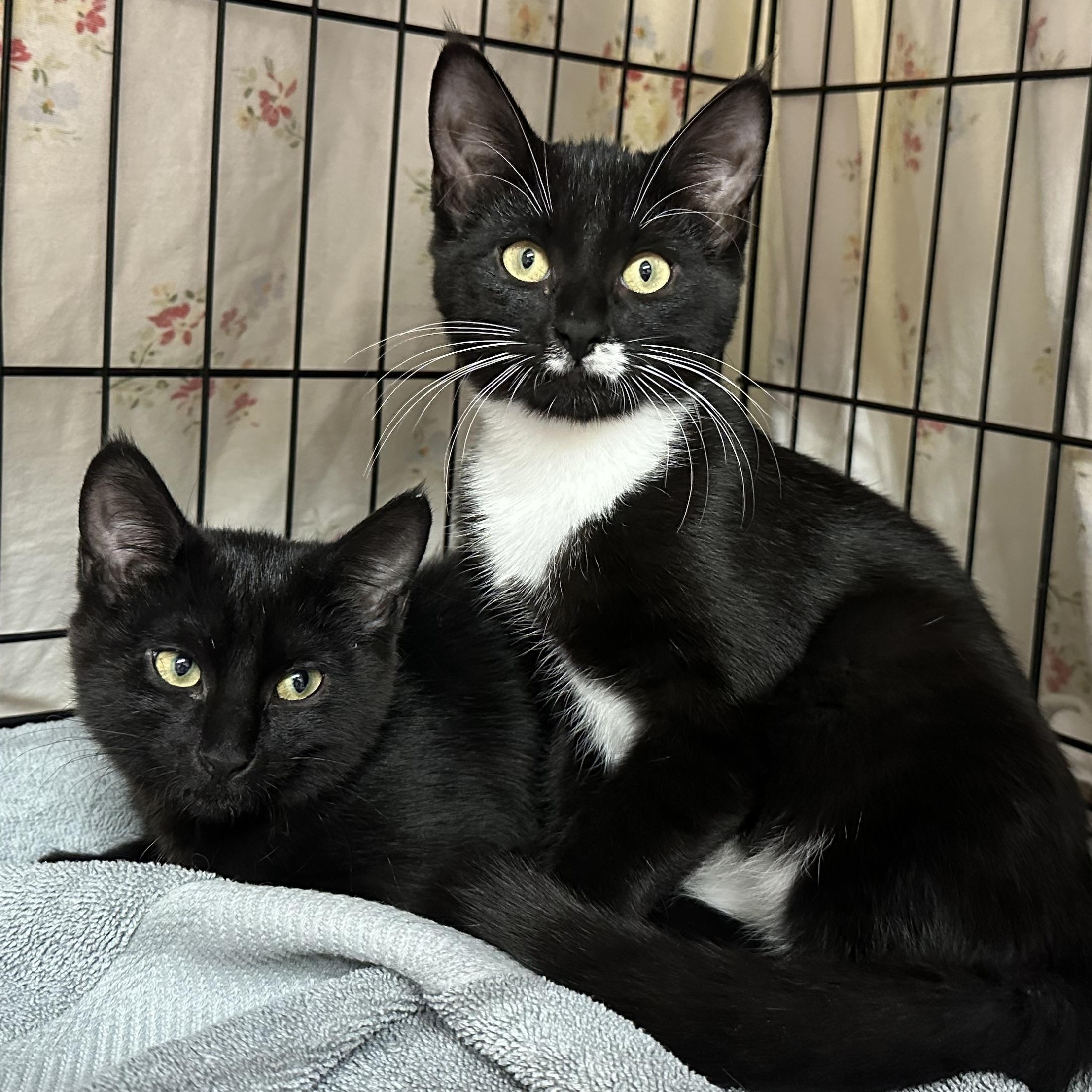 Hana’s Kids- Tora & Yuki -Foster Care , ADOPTABLE, Kitten Female Domestic Short Hair.