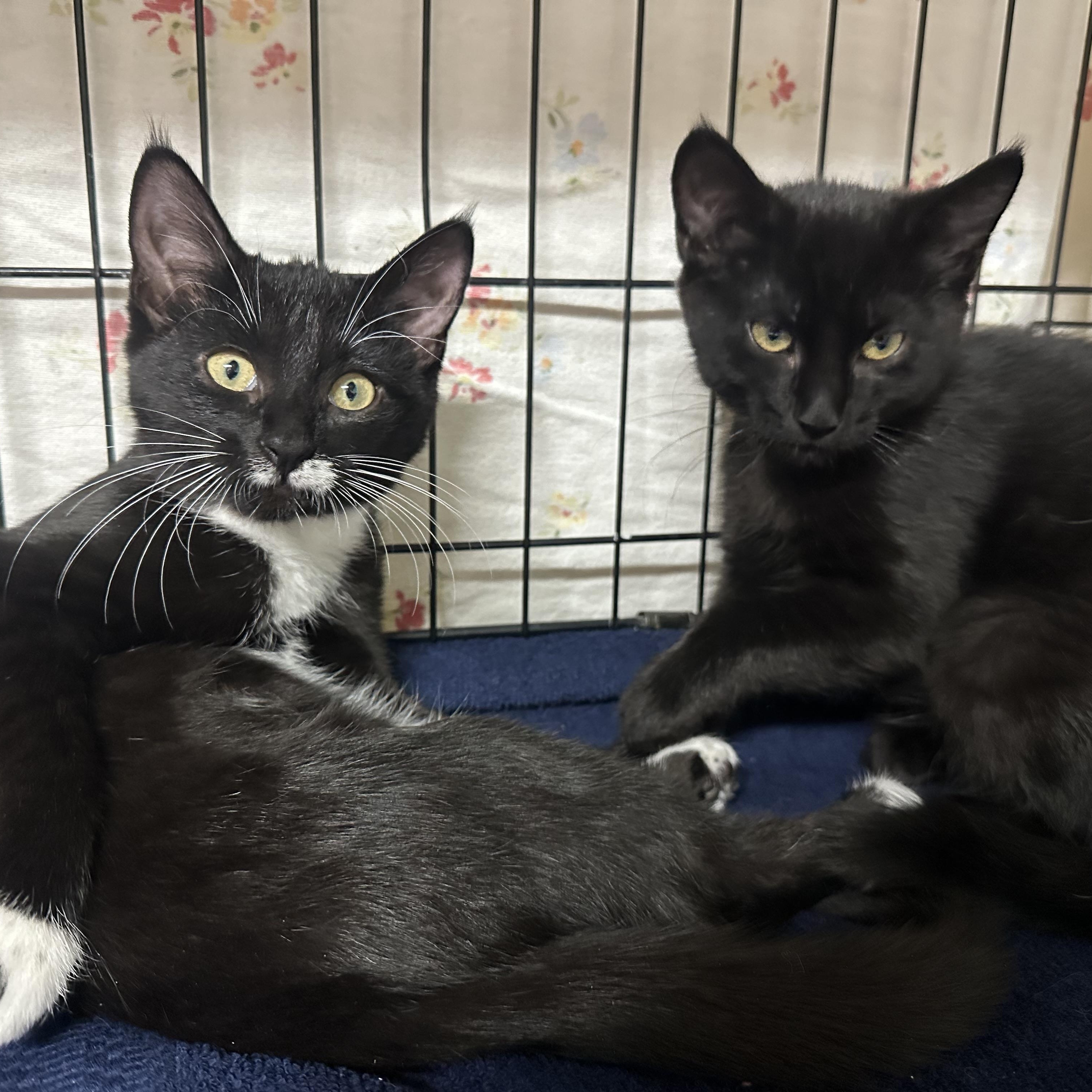 Enlarge Hana’s Kids- Tora & Yuki -Foster Care , a ADOPTABLE Domestic Short Hair in Clifton, NJ image 4/6