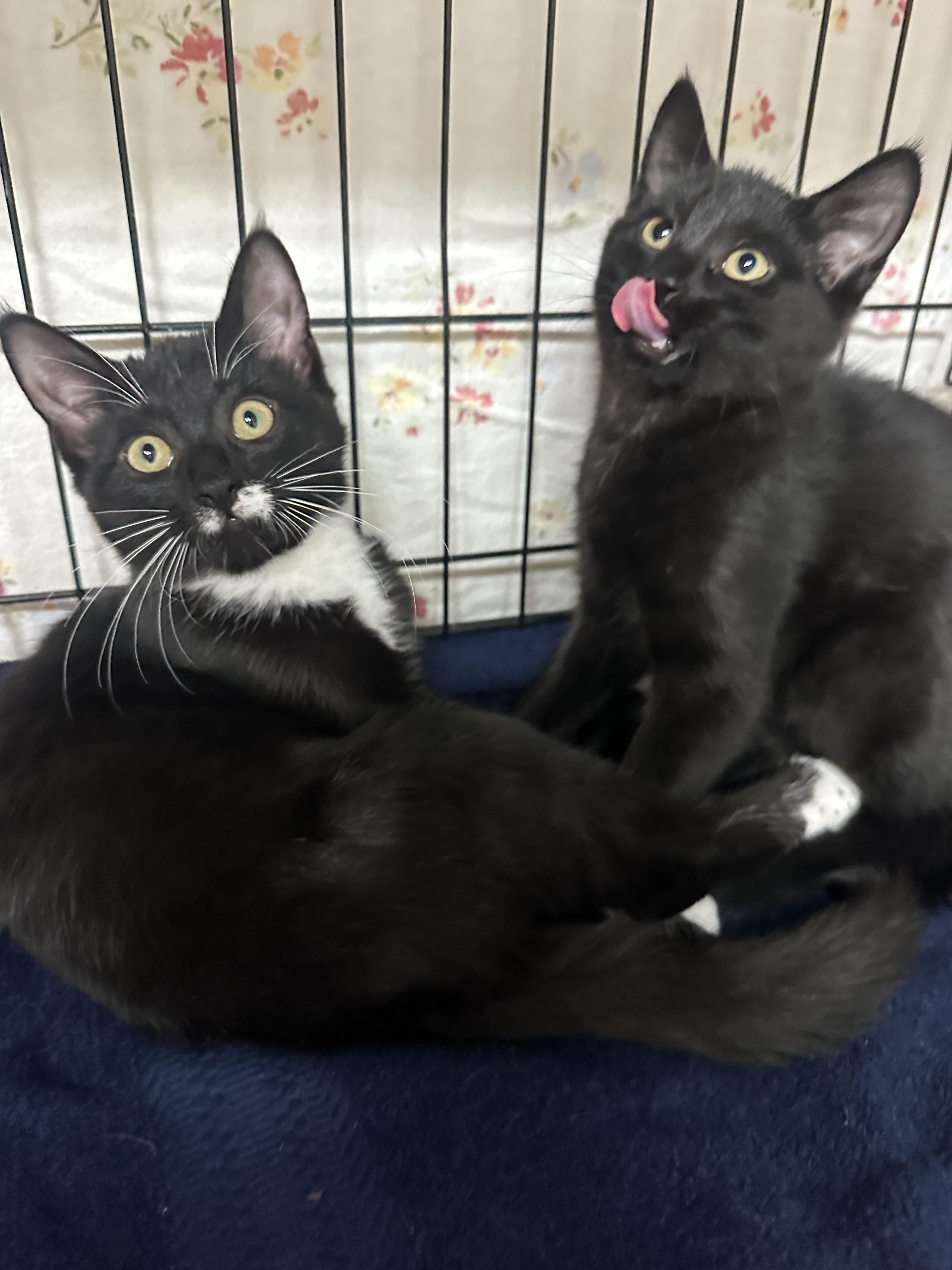 Enlarge Hana’s Kids- Tora & Yuki -Foster Care , a ADOPTABLE Domestic Short Hair in Clifton, NJ image 6/6