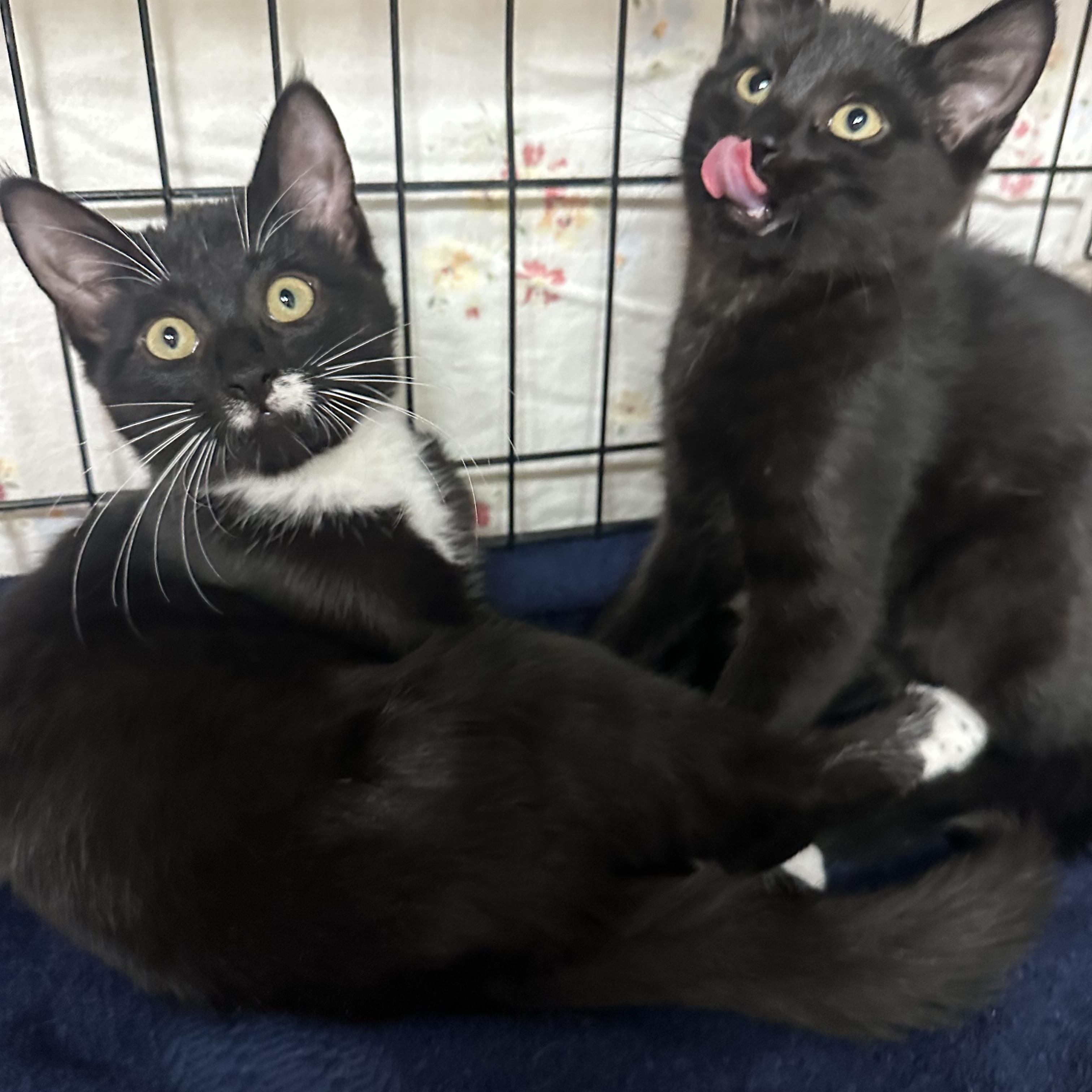 Hana’s Kids- Tora & Yuki -Foster Care , a ADOPTABLE Domestic Short Hair in Clifton, NJ image 6/6