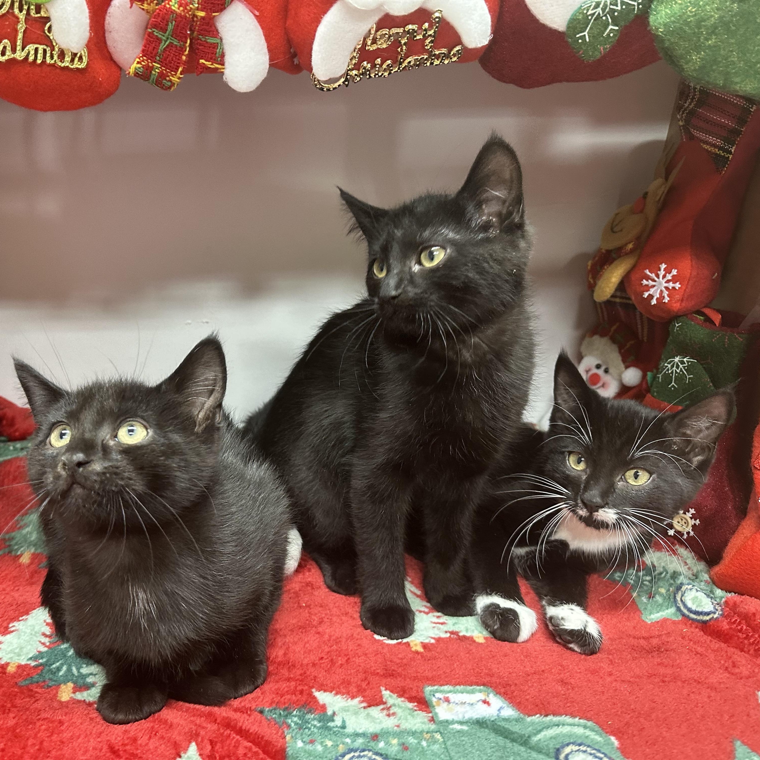 Enlarge Hana’s Kids- Tora & Yuki -Foster Care , a ADOPTABLE Domestic Short Hair in Clifton, NJ image 2/6