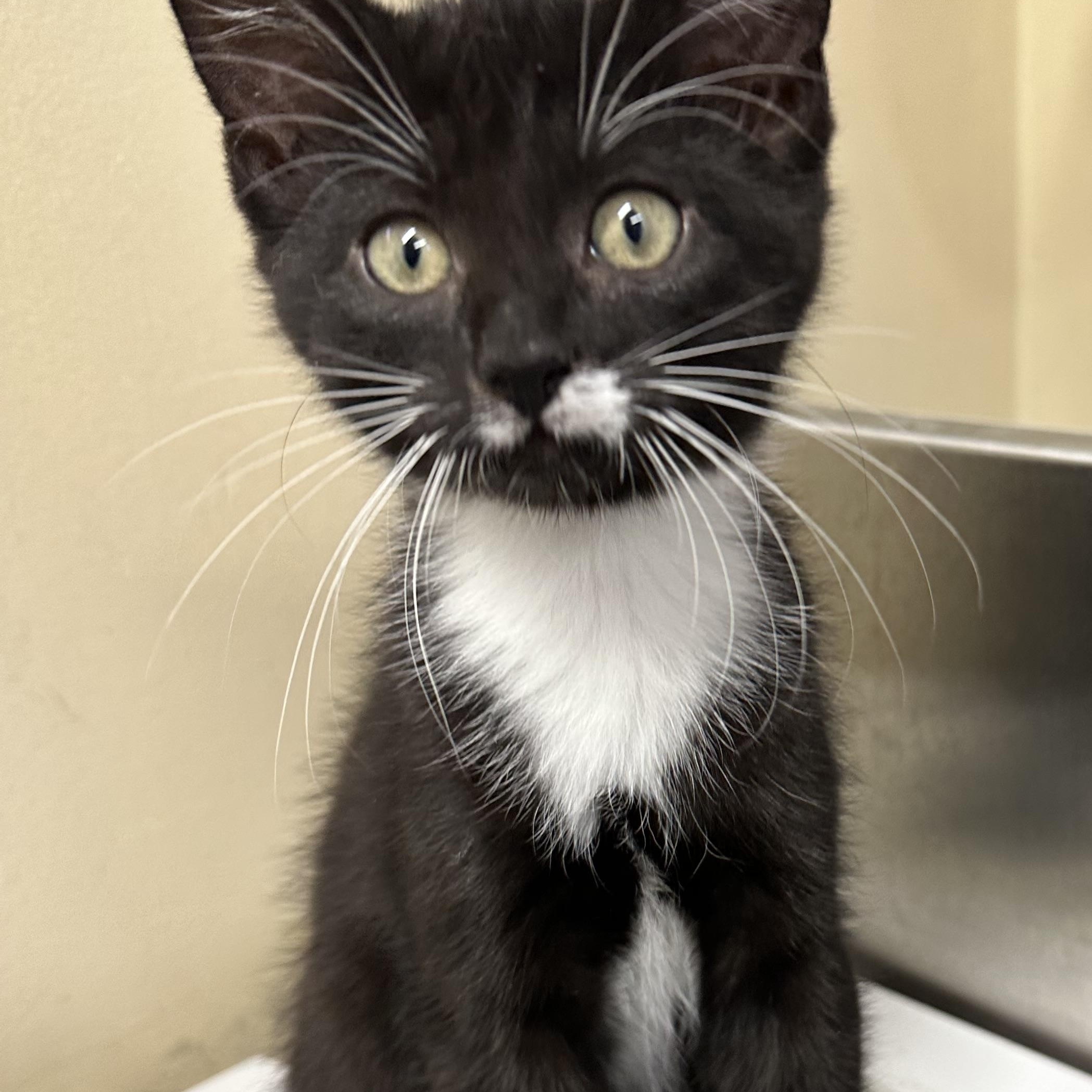 Enlarge Hana’s Kids- Tora & Yuki -Foster Care , a ADOPTABLE Domestic Short Hair in Clifton, NJ image 3/6