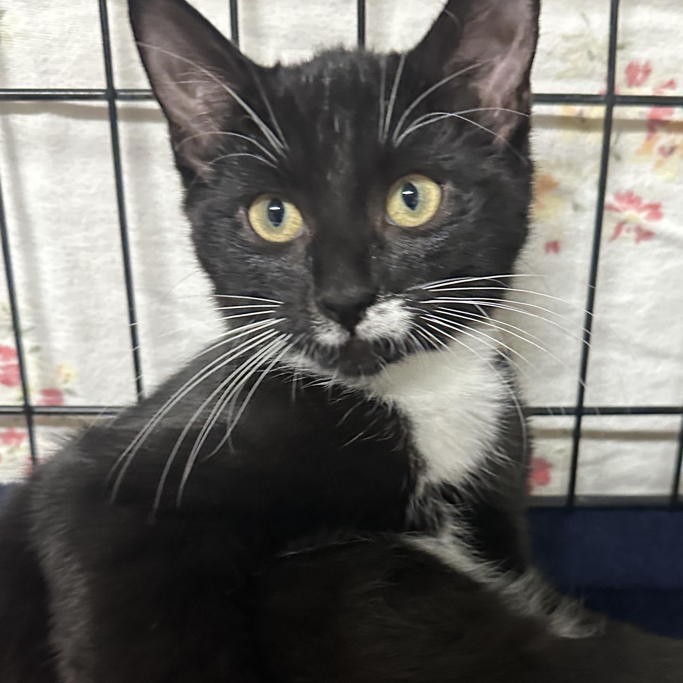 Enlarge Hana’s Kids- Tora & Yuki -Foster Care , a ADOPTABLE Domestic Short Hair in Clifton, NJ image 5/6