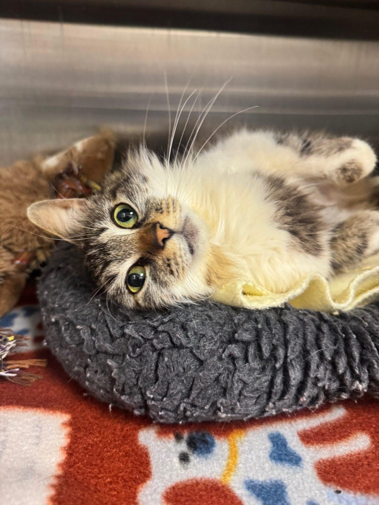 Coco Cabana, Adoptable, Young Female Domestic Medium Hair.