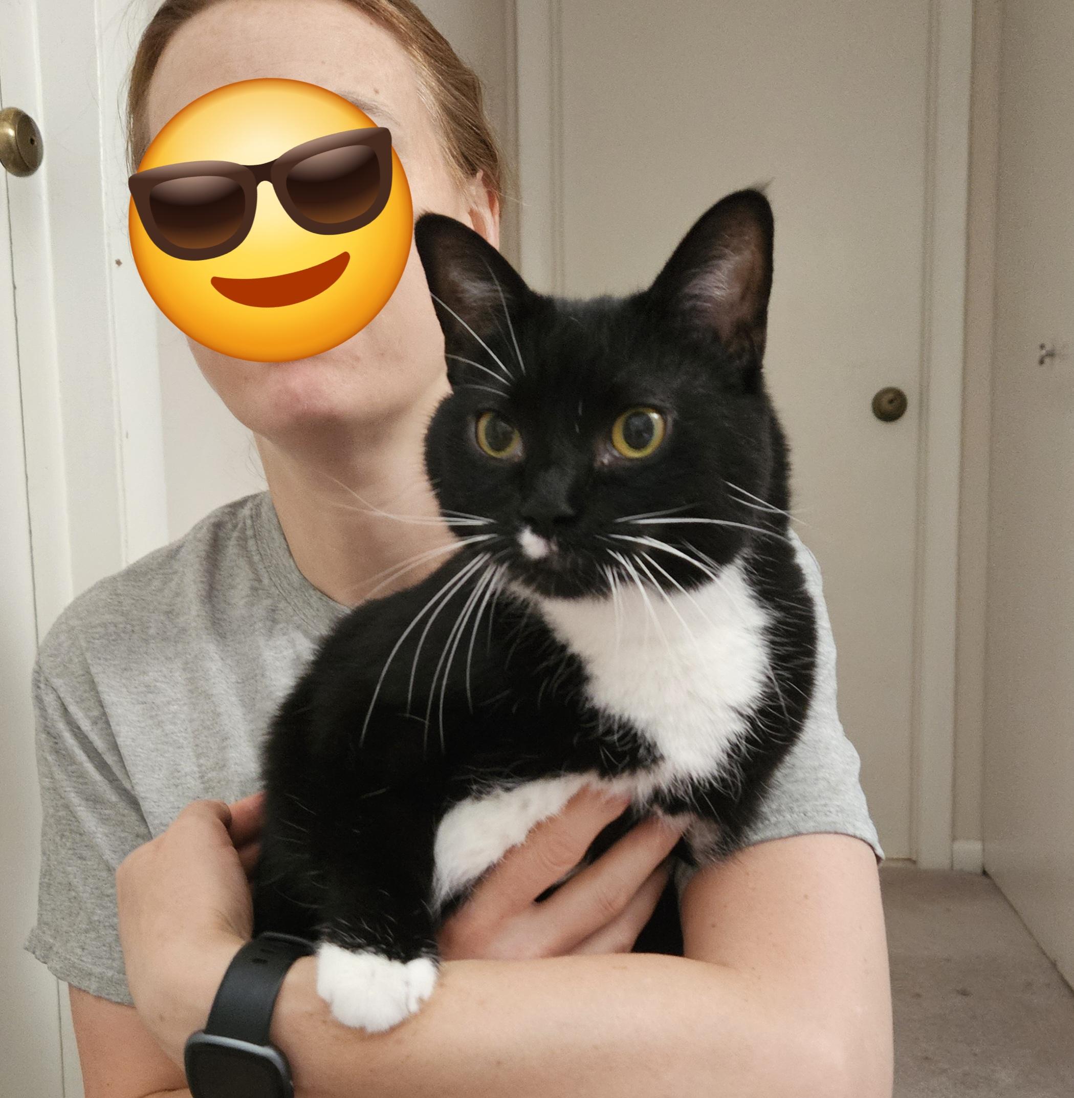 Enlarge Luna, a Adoptable Domestic Short Hair in MEDFORD, NJ image 1/1