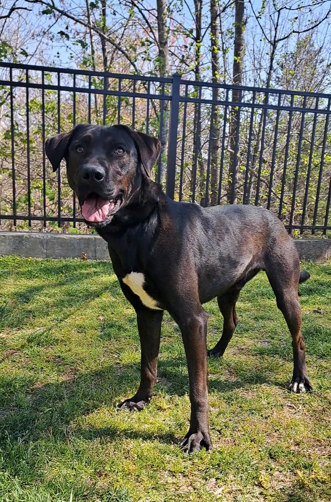 Cruiser, a Adopted Black Labrador Retriever in Westminster, SC image 1/6