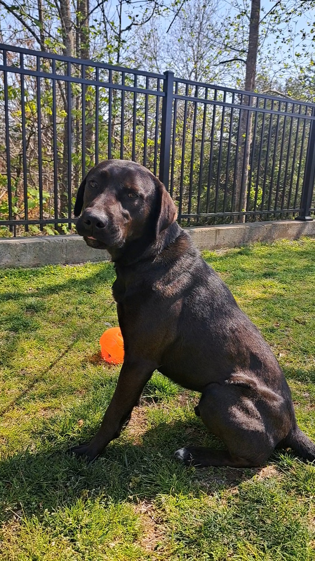 Cruiser, a Adopted Black Labrador Retriever in Westminster, SC image 2/6