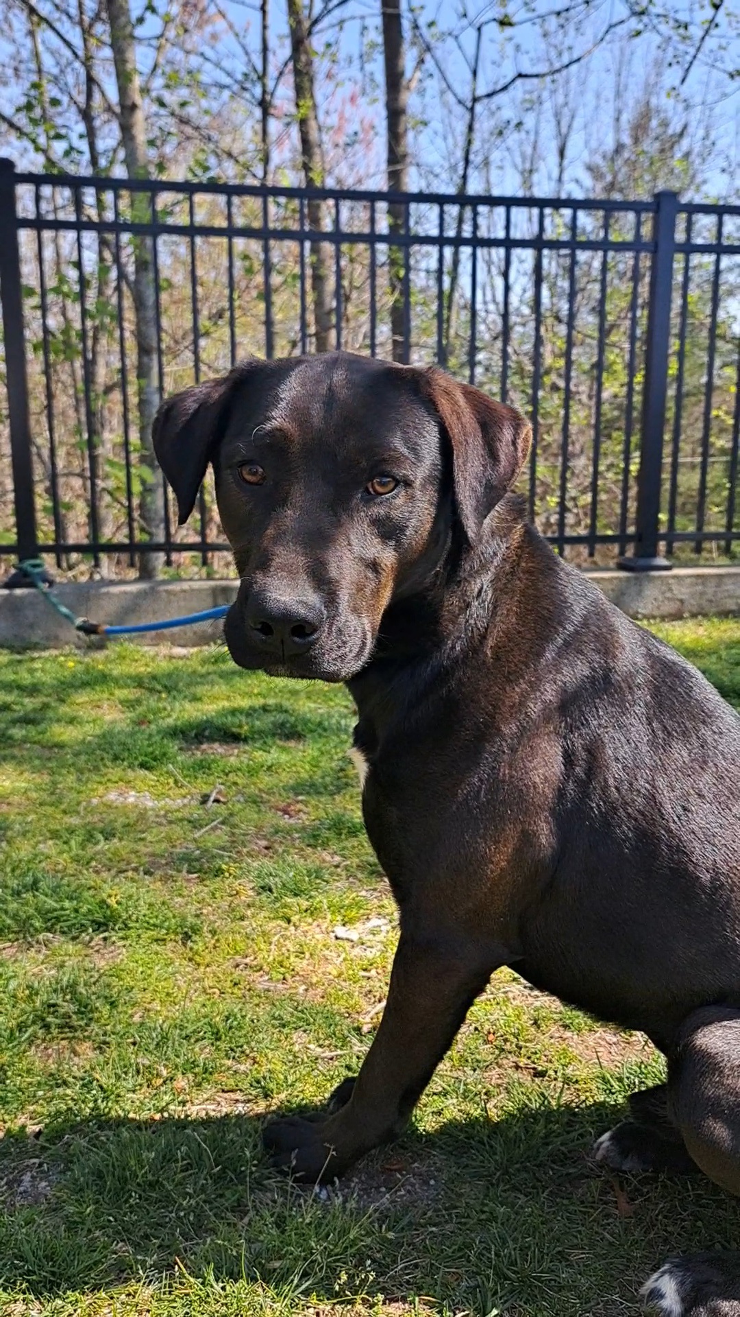Cruiser, Adopted, Adult Male Black Labrador Retriever.