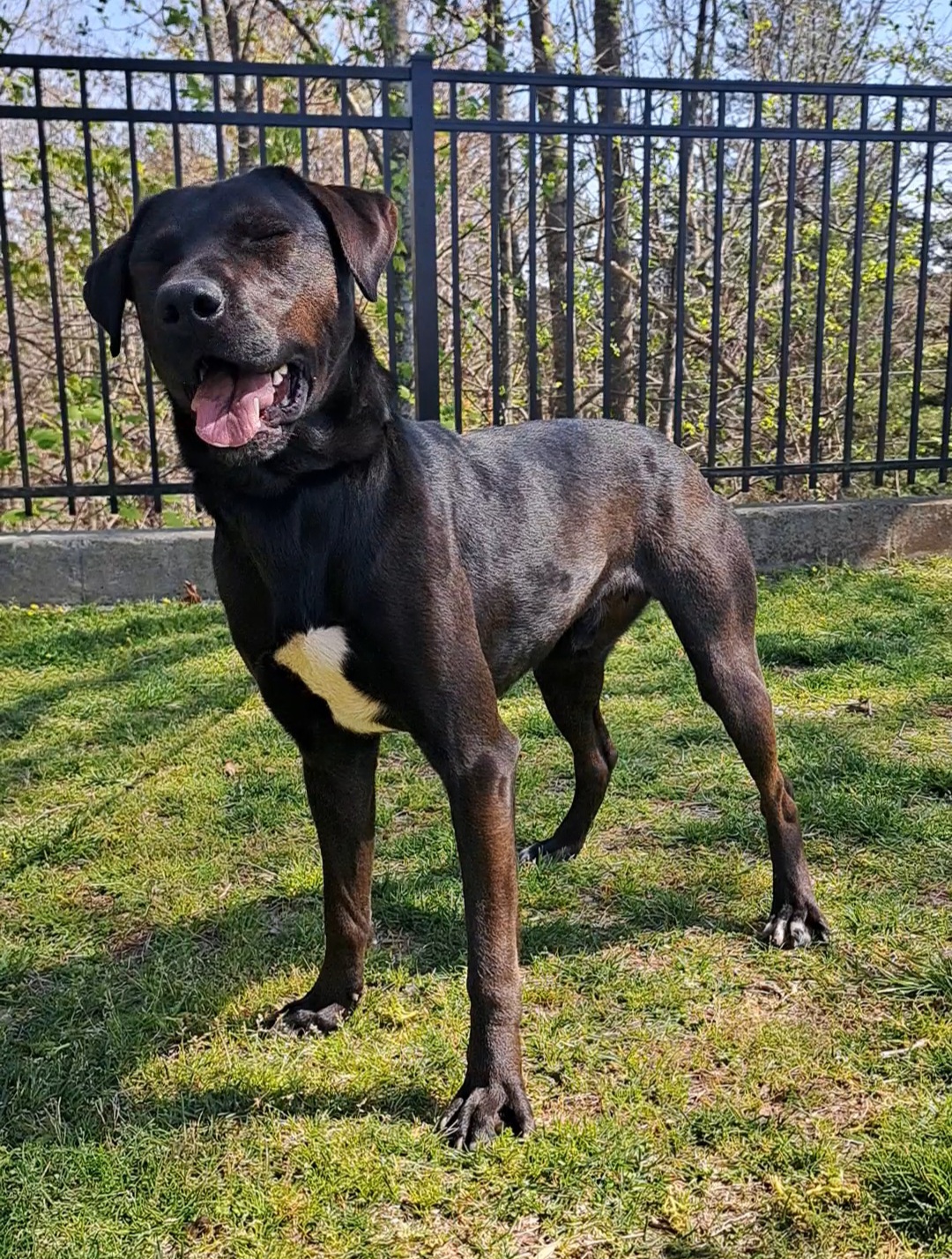Cruiser, a Adopted Black Labrador Retriever in Westminster, SC image 4/6