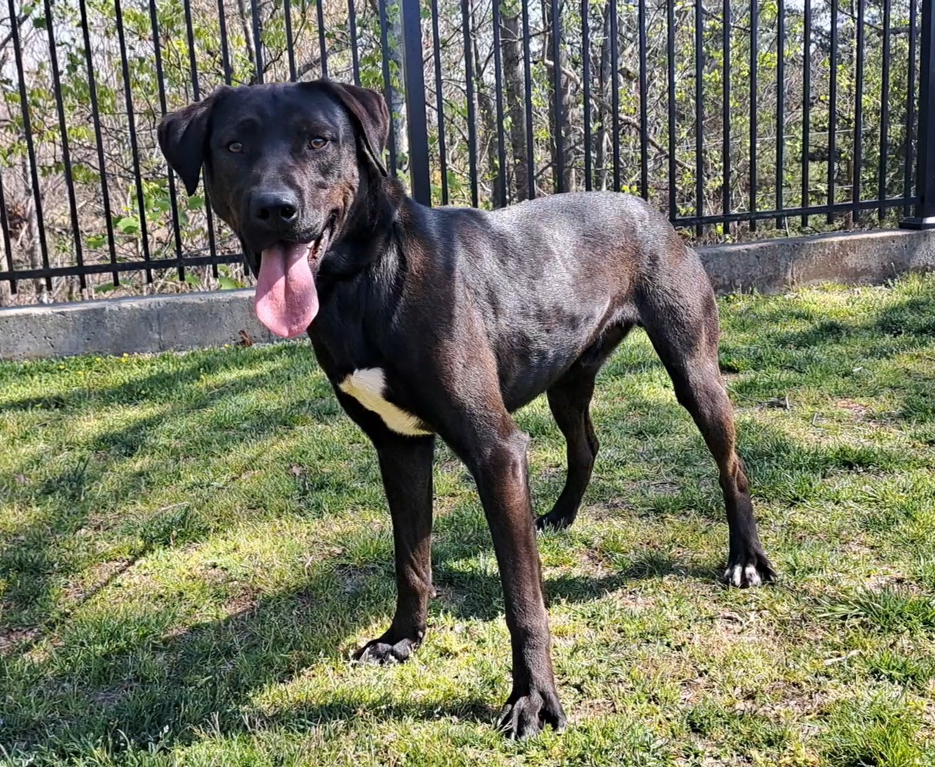 Cruiser, Adopted, Adult Male Black Labrador Retriever.