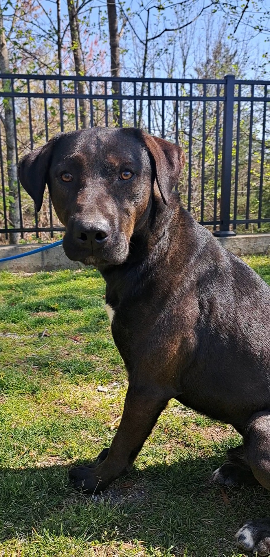 Cruiser, a Adopted Black Labrador Retriever in Westminster, SC image 6/6