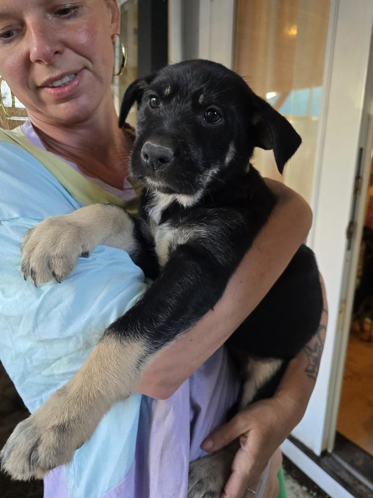 Sukki, Adoptable, Puppy Female Mixed Breed.