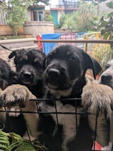 Enlarge Sukki, a Adoptable mixed breed in Pacifica, CA image 5/5