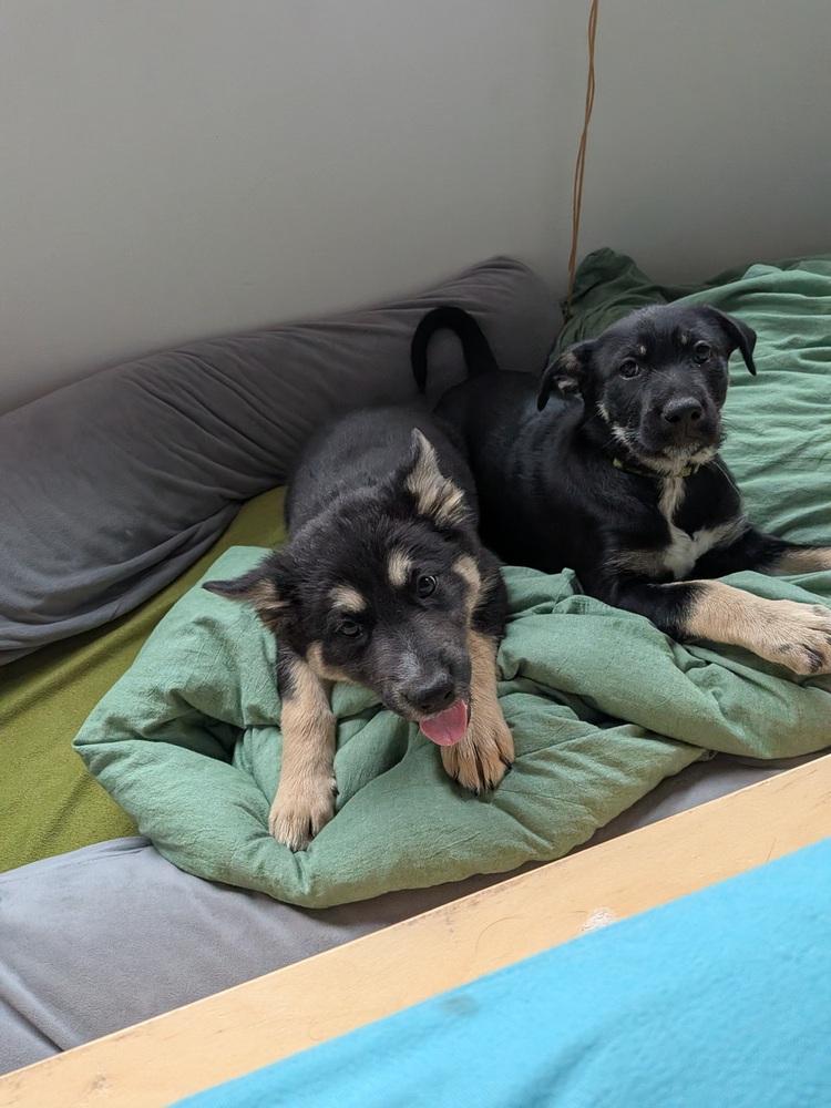 Sukki, a Adoptable mixed breed in Pacifica, CA image 5/6