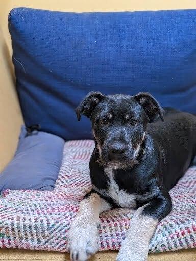 Sukki, a Adoptable mixed breed in Pacifica, CA image 6/6