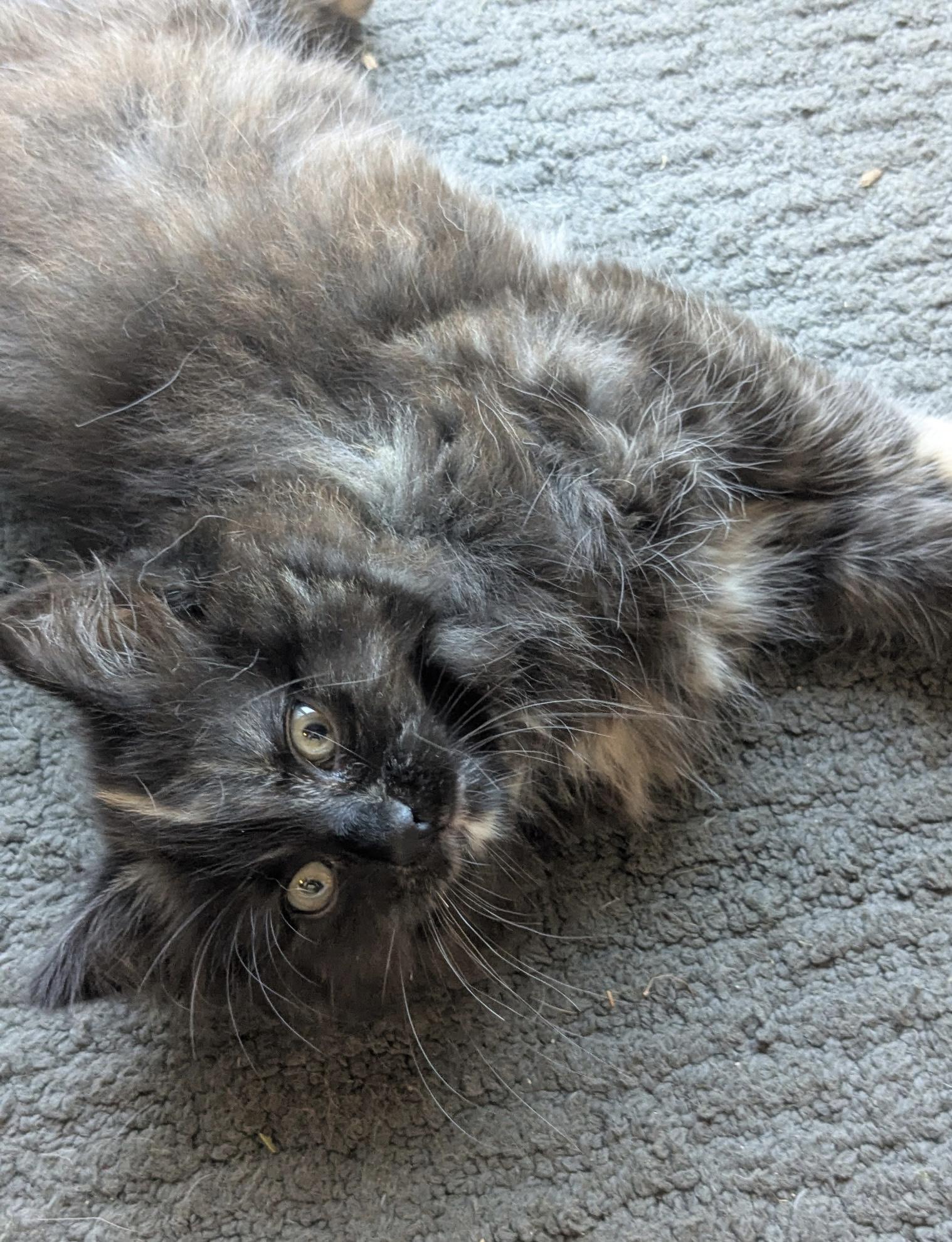 Waffle, an adopted Domestic Long Hair in Belvidere, IL image 3/3