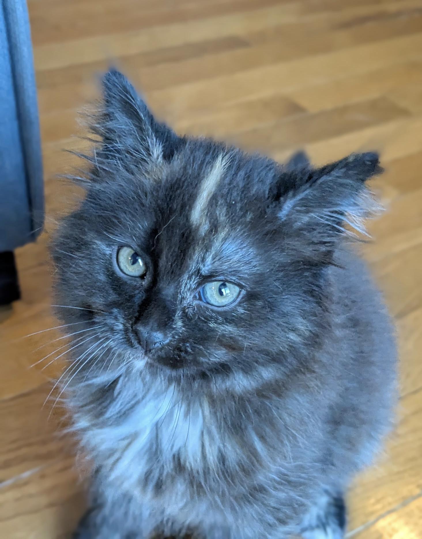Waffle, adopted, Kitten Female Domestic Long Hair.