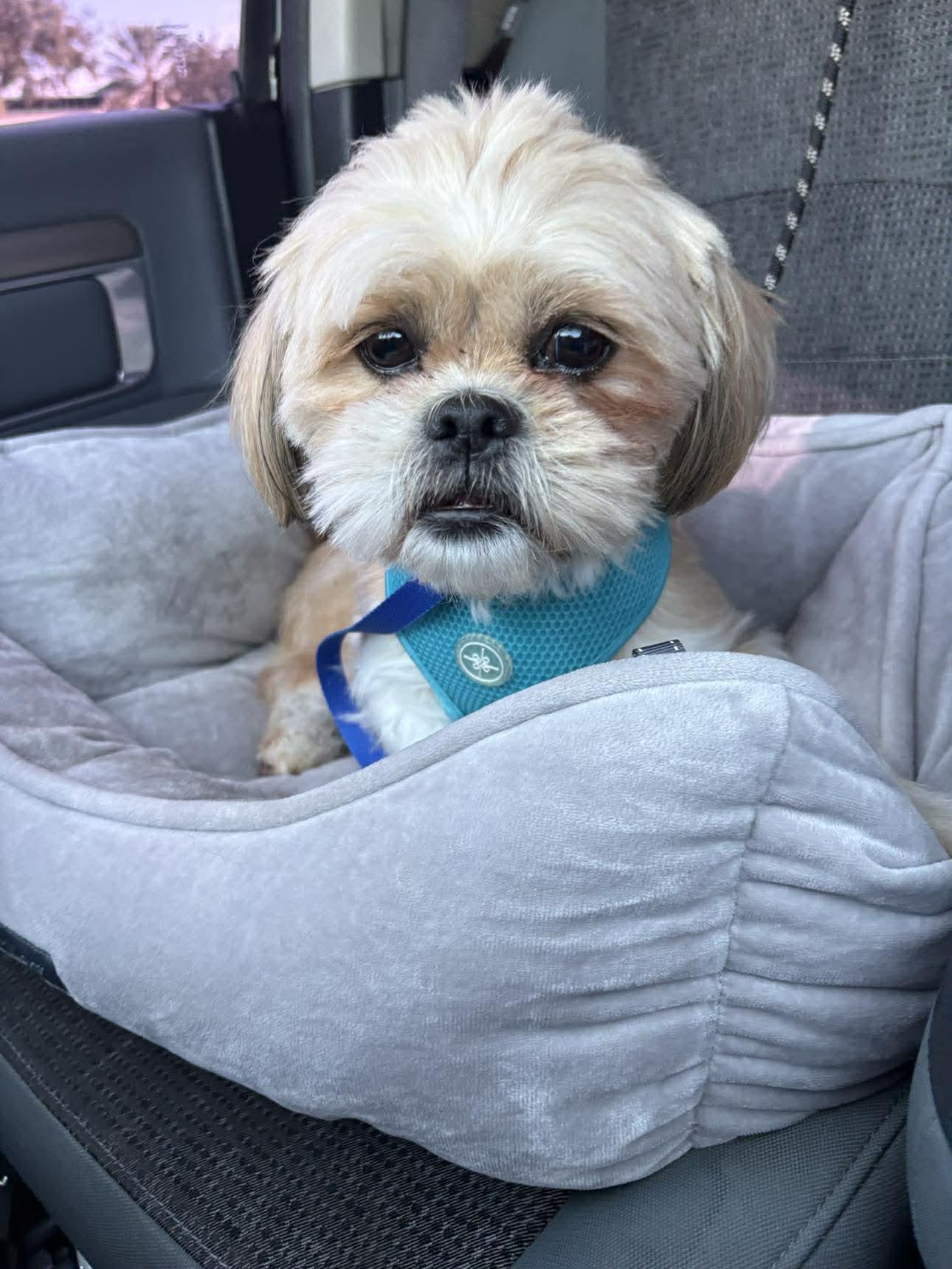 Chewbacca, adoptable, Adult Male Shih Tzu.
