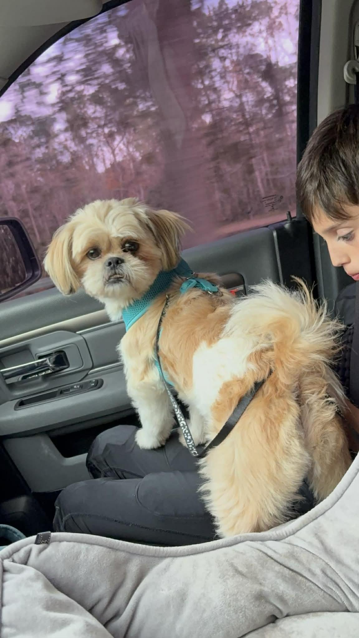 Enlarge Chewbacca, a ADOPTABLE mixed breed in Maitland, FL image 2/6