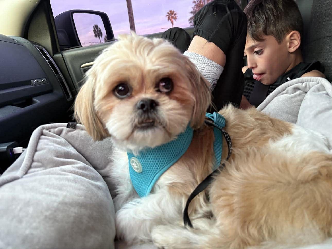 Enlarge Chewbacca, a ADOPTABLE mixed breed in Maitland, FL image 5/6