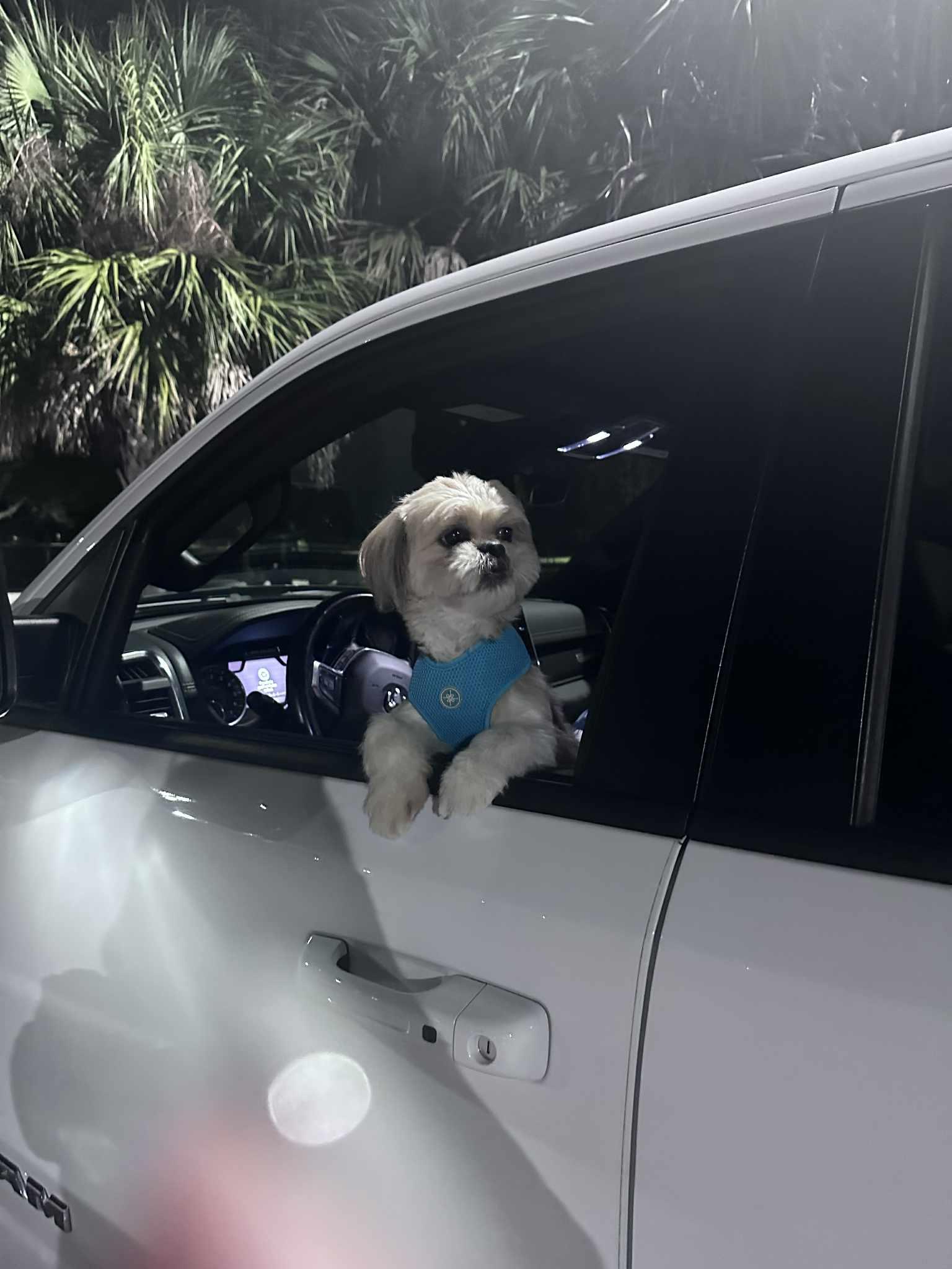 Enlarge Chewbacca, a ADOPTABLE mixed breed in Maitland, FL image 4/6