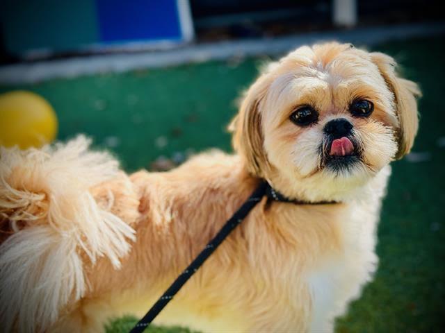 Chewbacca, ADOPTABLE, Adult Male Shih Tzu.
