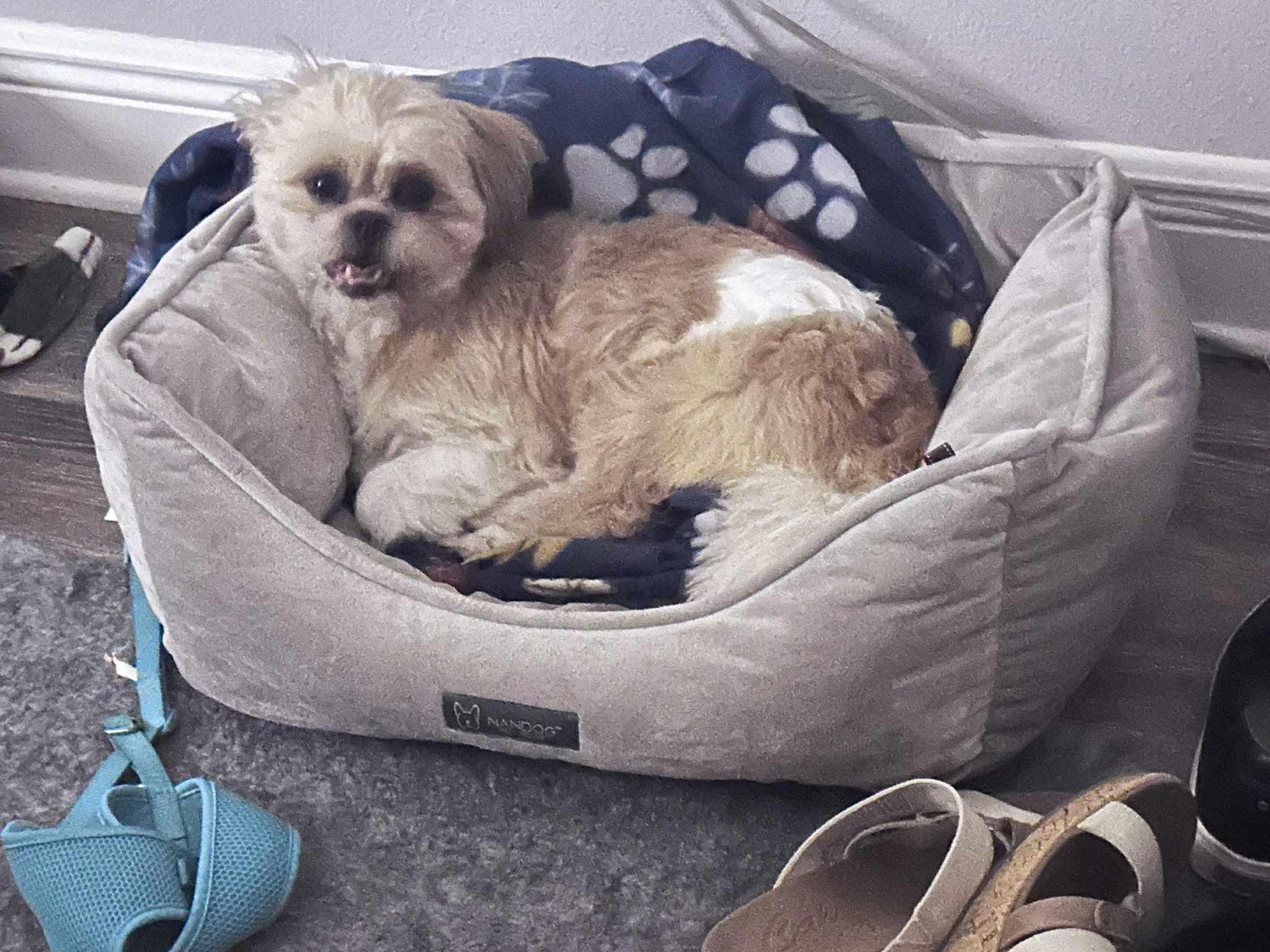 Enlarge Chewbacca, a ADOPTABLE mixed breed in Maitland, FL image 6/6