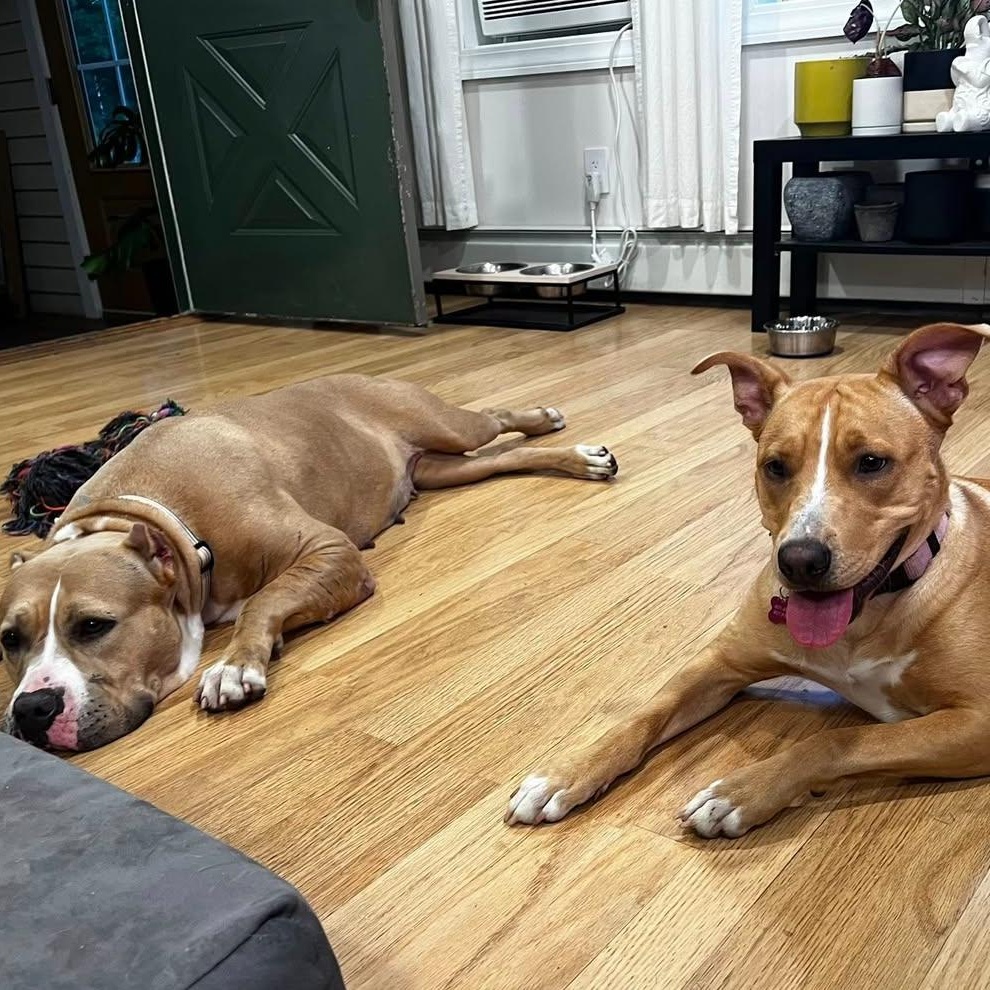 Charlotte, a Adoptable mixed breed in Cumberland, RI image 6/6