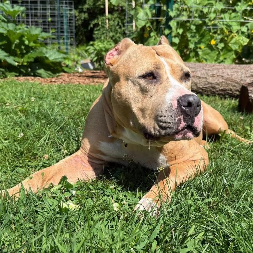 Charlotte, a Adoptable mixed breed in Cumberland, RI image 2/6