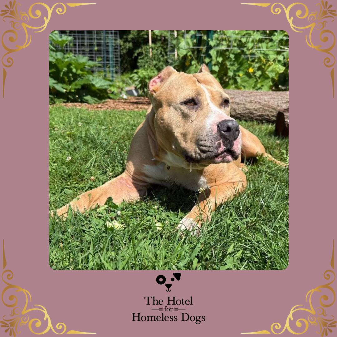 Charlotte, a Adoptable mixed breed in Cumberland, RI image 1/6