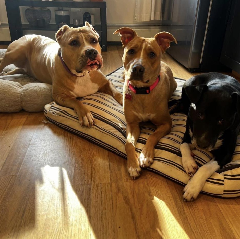 Enlarge Charlotte, a Adoptable mixed breed in Cumberland, RI image 5/6