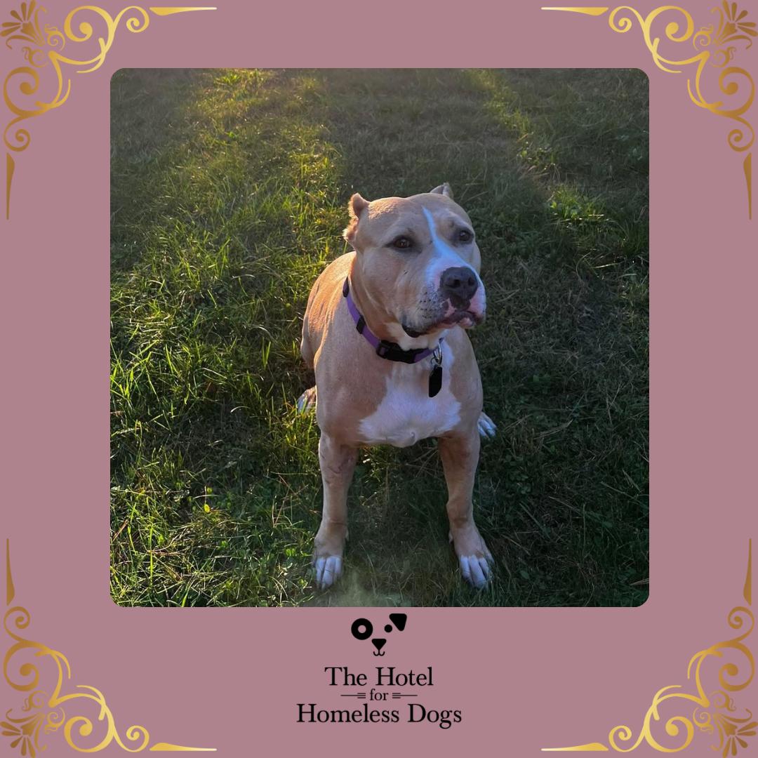 Enlarge Charlotte, a Adoptable mixed breed in Cumberland, RI image 1/6