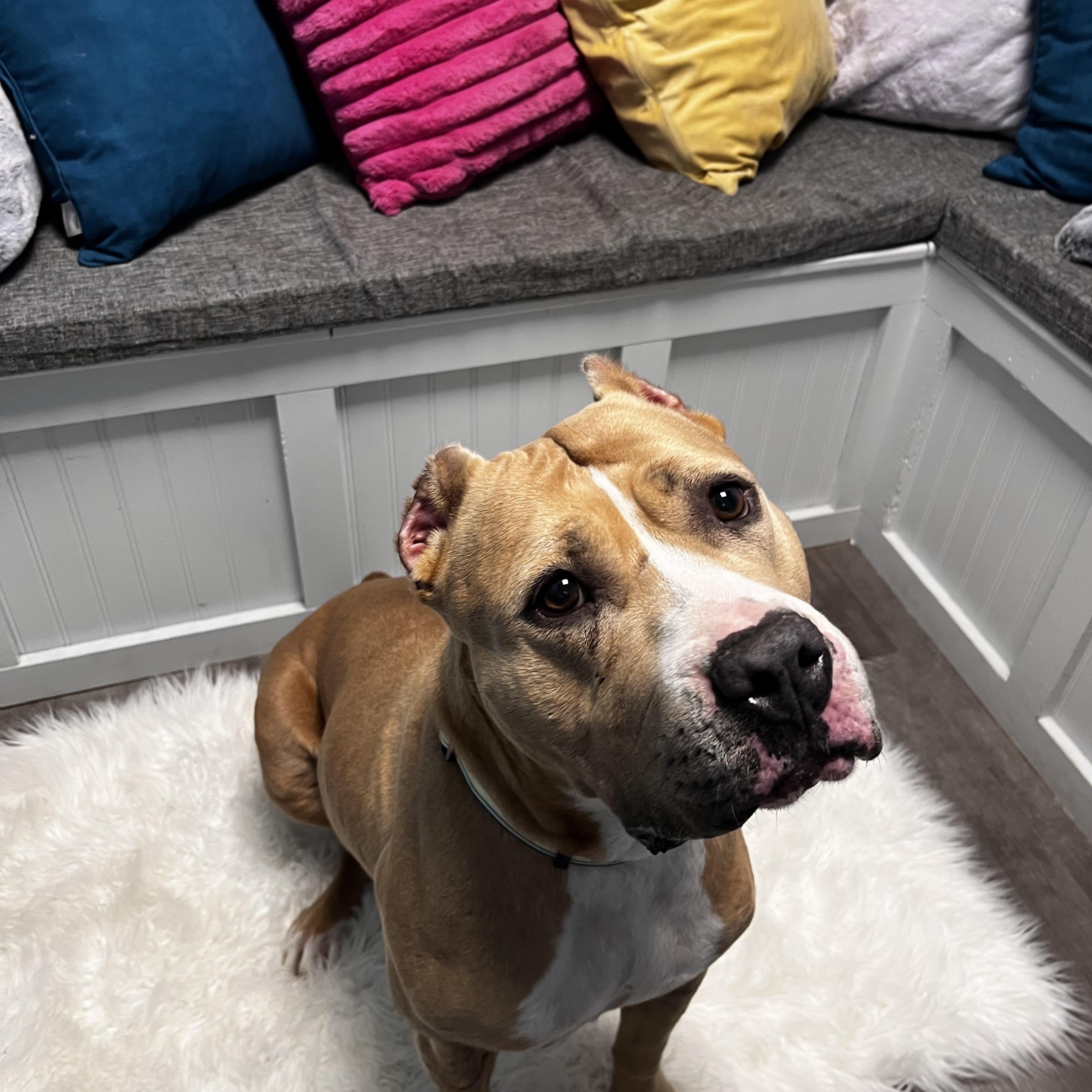 Charlotte, a Adoptable mixed breed in Cumberland, RI image 3/6