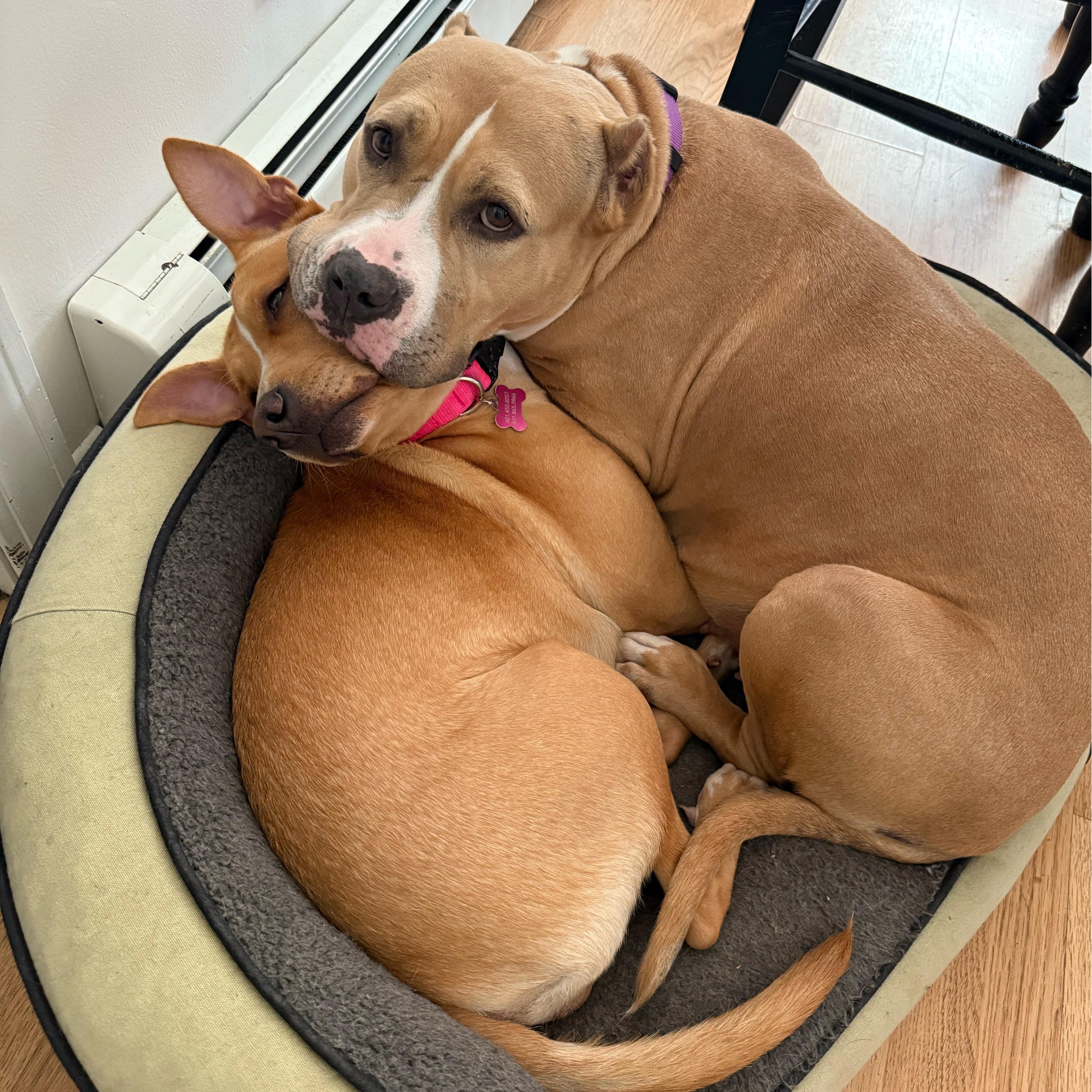 Charlotte, a Adoptable mixed breed in Cumberland, RI image 4/6