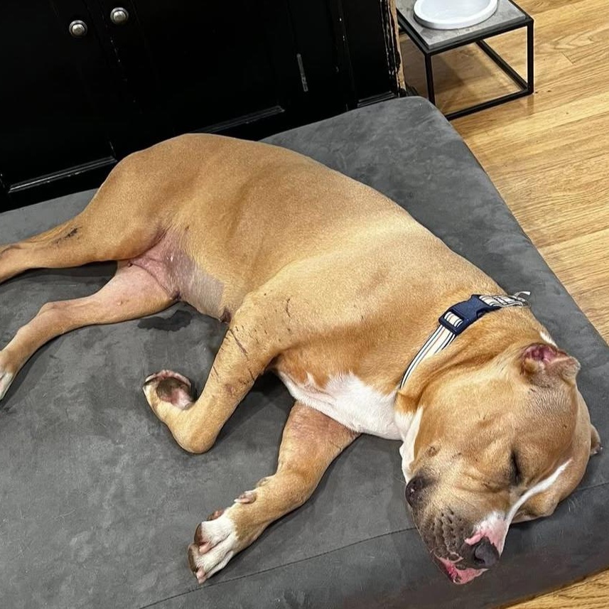 Charlotte, a Adoptable mixed breed in Cumberland, RI image 5/6