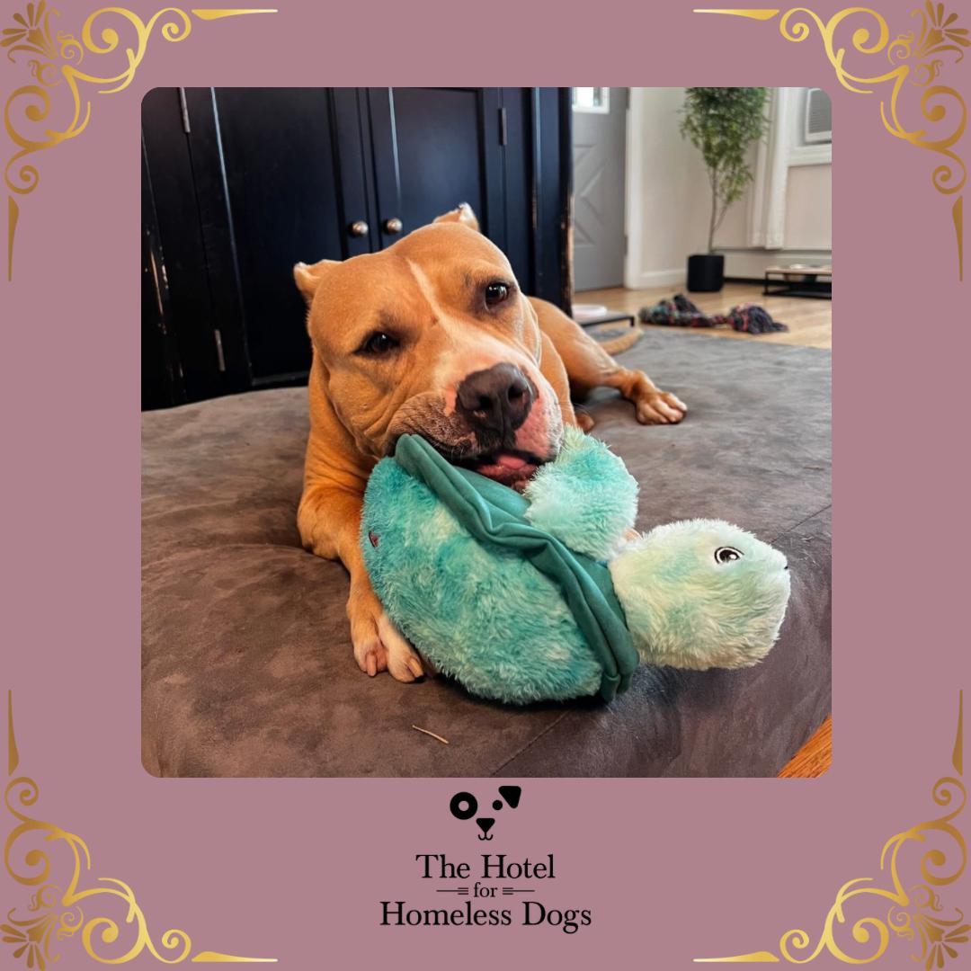 Charlotte, Adoptable, Adult Female American Staffordshire Terrier & Staffordshire Bull Terrier.