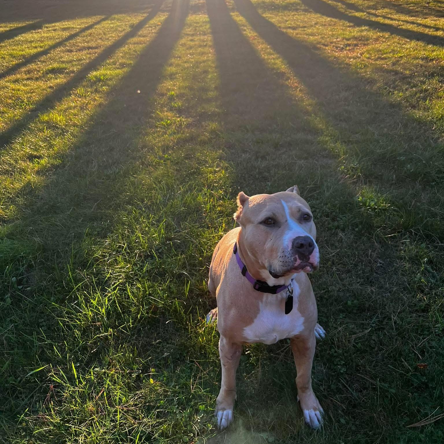 Enlarge Charlotte, a Adoptable mixed breed in Cumberland, RI image 2/6