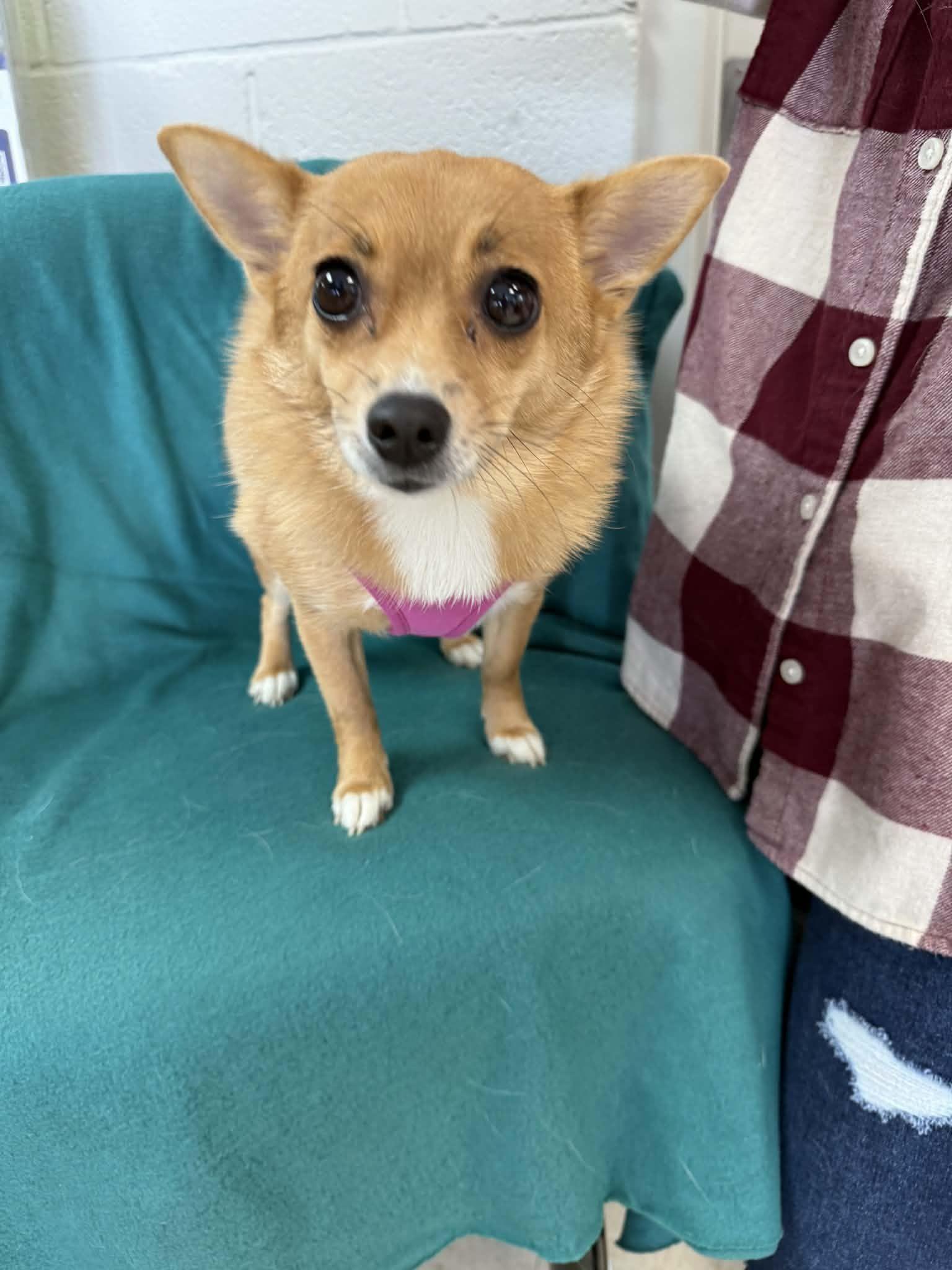 Abbi, ADOPTABLE, Adult Female Pomeranian.